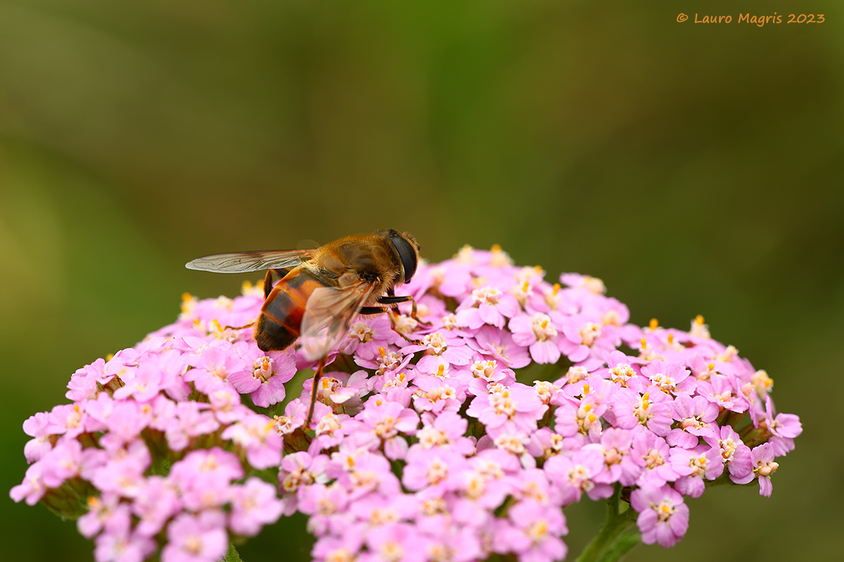 Achillea millefoglie