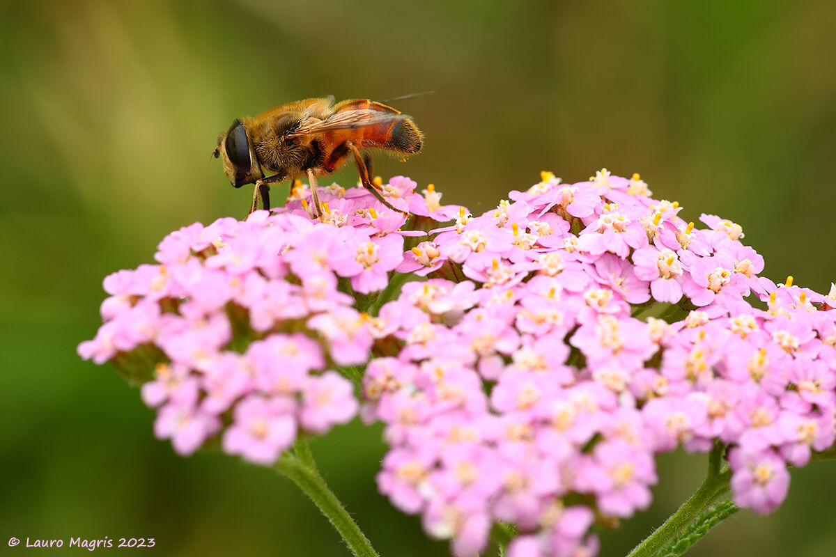 Achillea millefolium