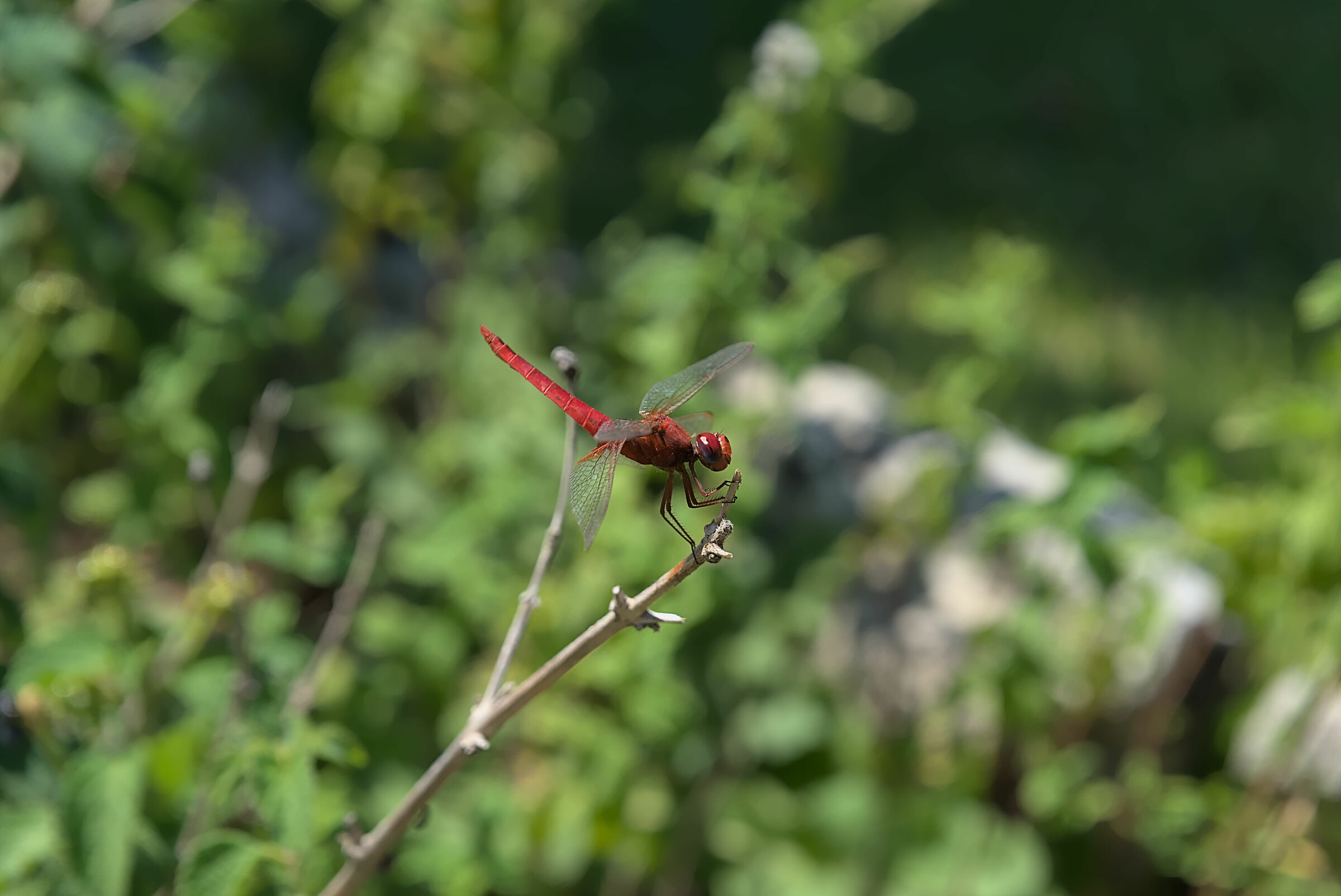 Dragonfly