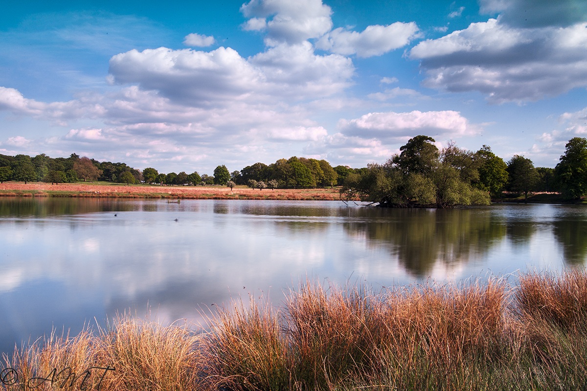 Richmond Park lake