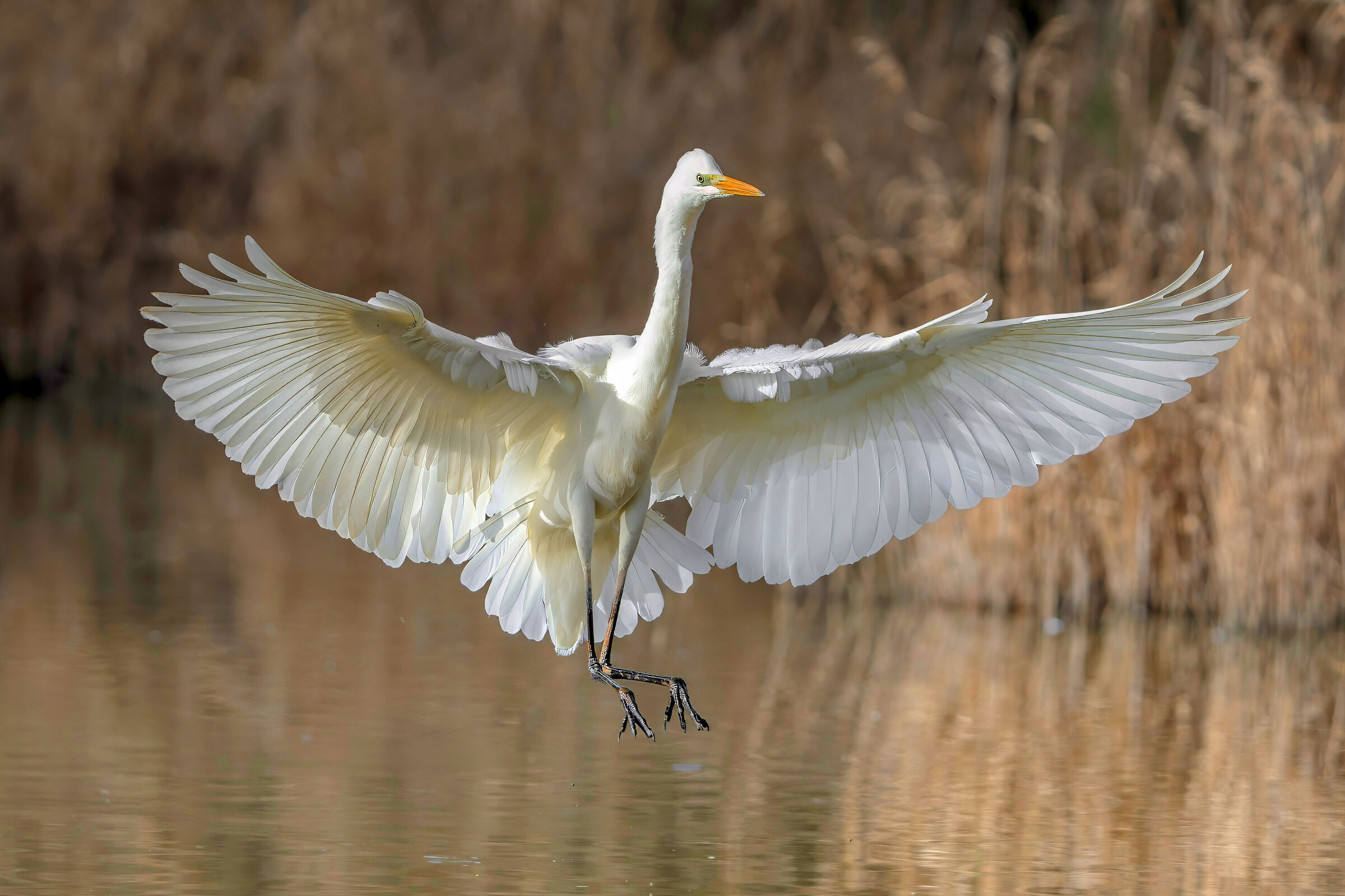 Airone bianco maggiore (Casmerodius albus)