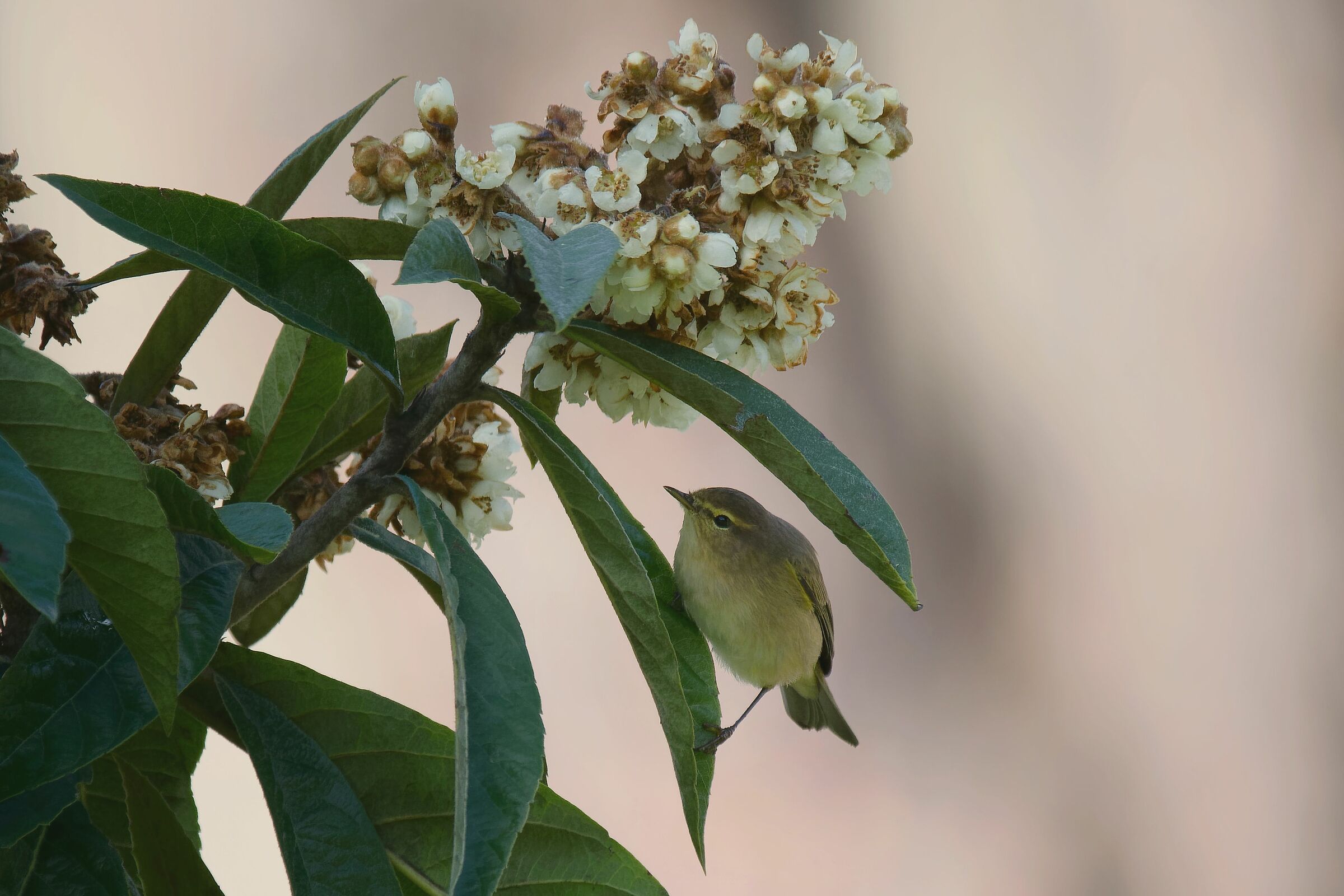 Luì Piccolo sul Nespolo