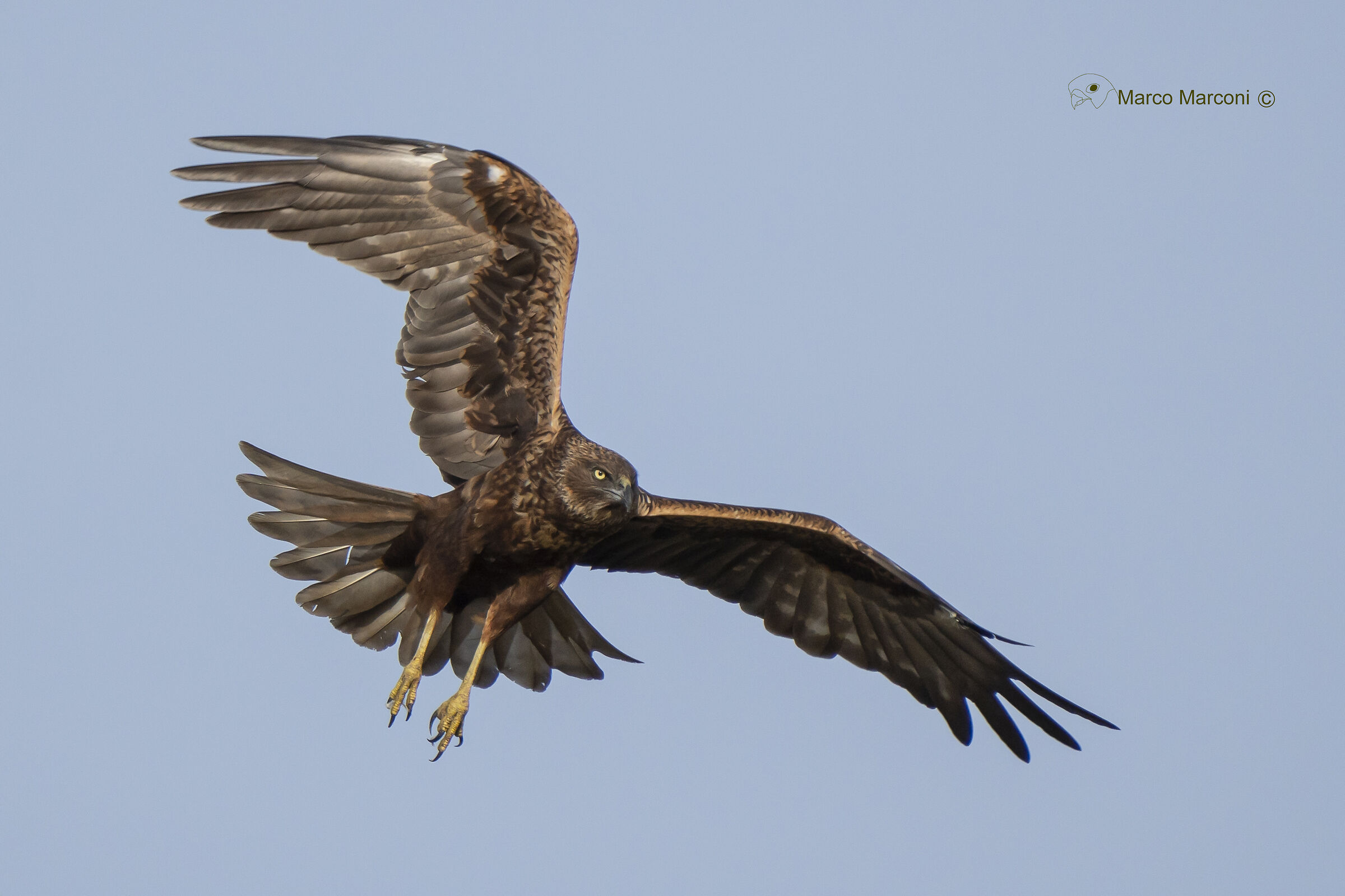 Falco di palude