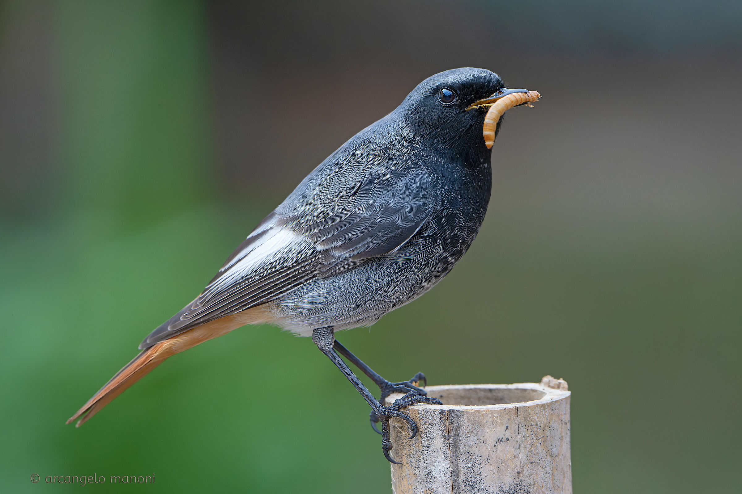 Dar da mangiare agli affamati