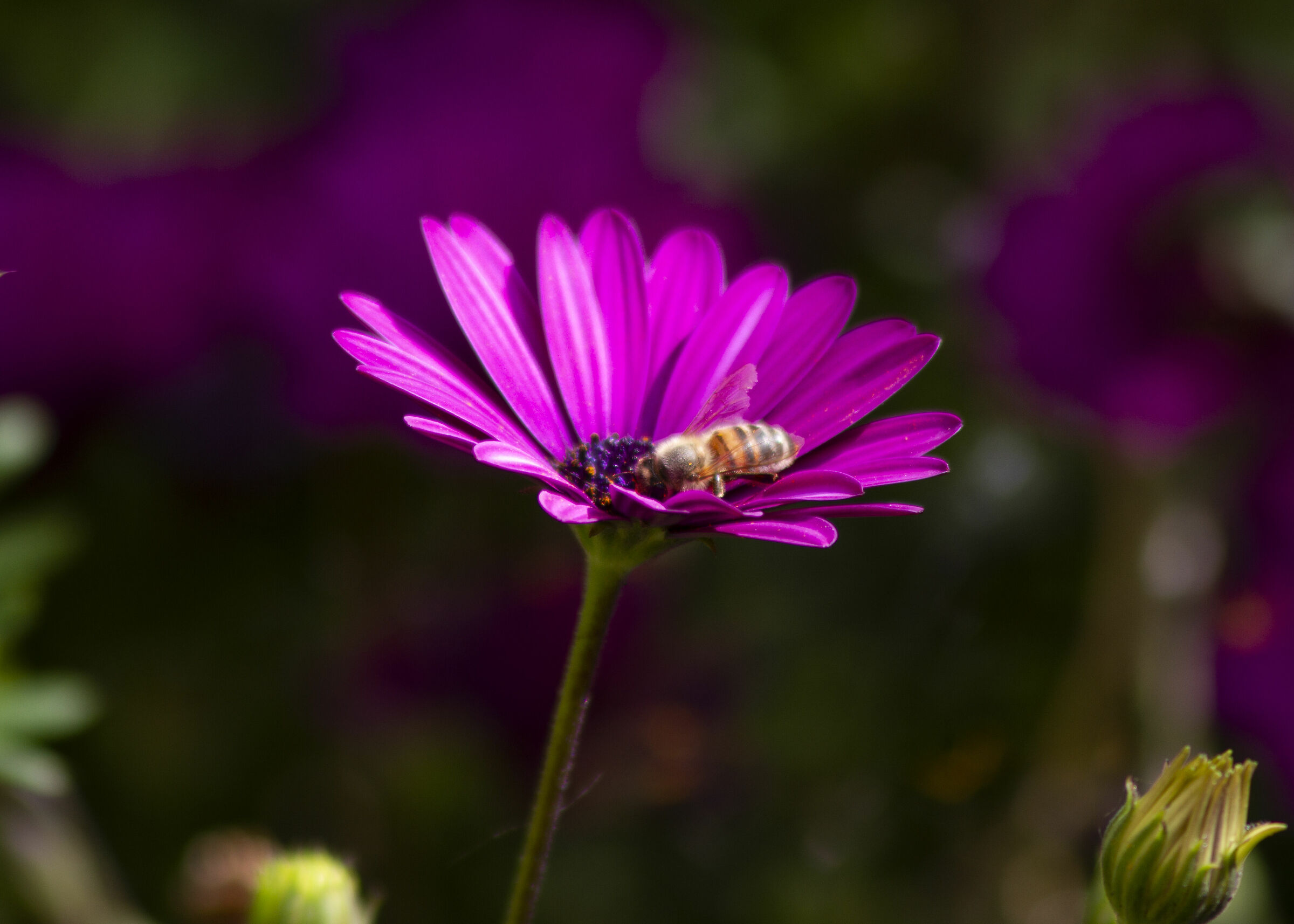 apetta sul fiore - pentax takmar 105mm 2.8