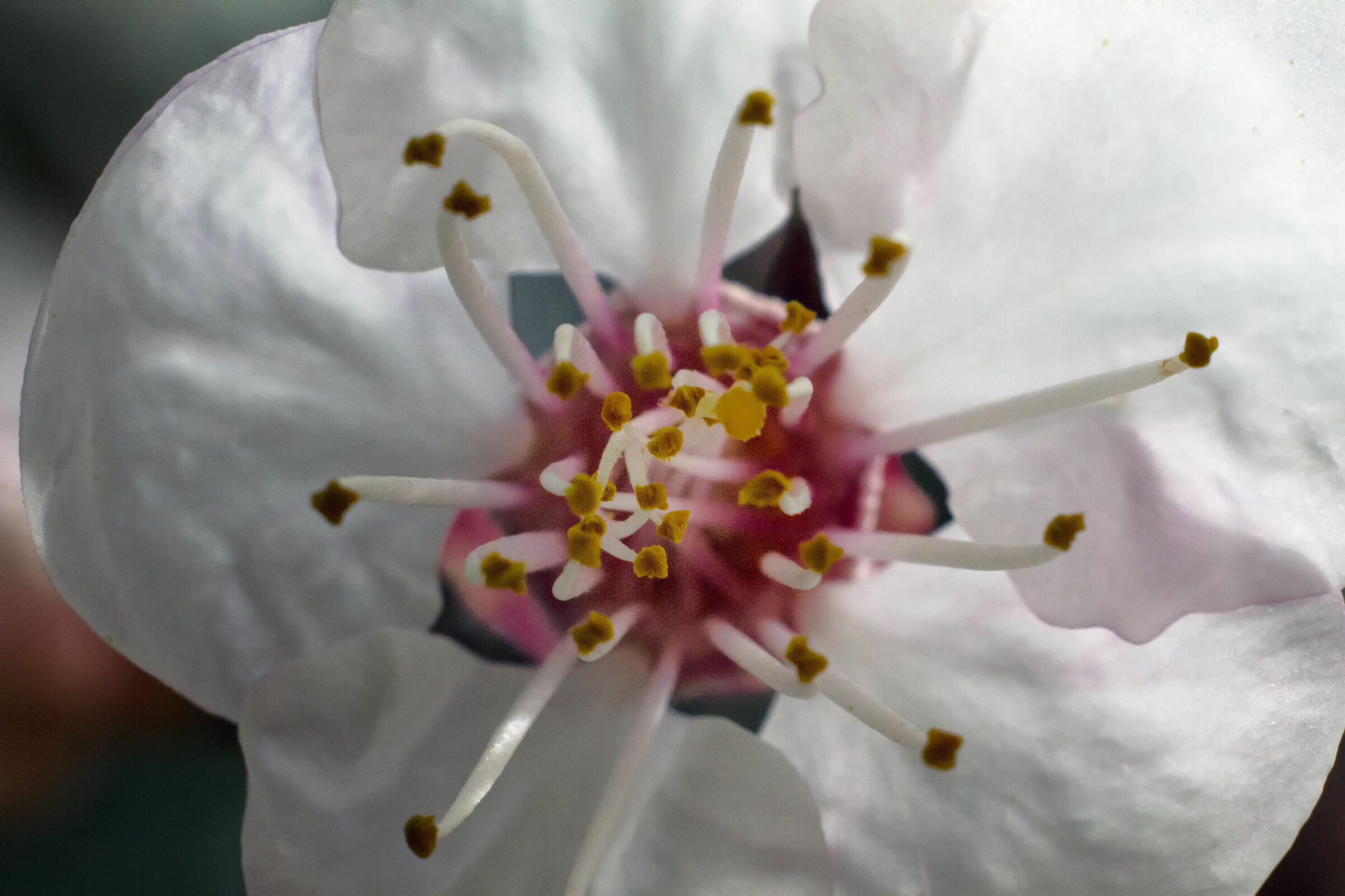 APRICOT FLOWER