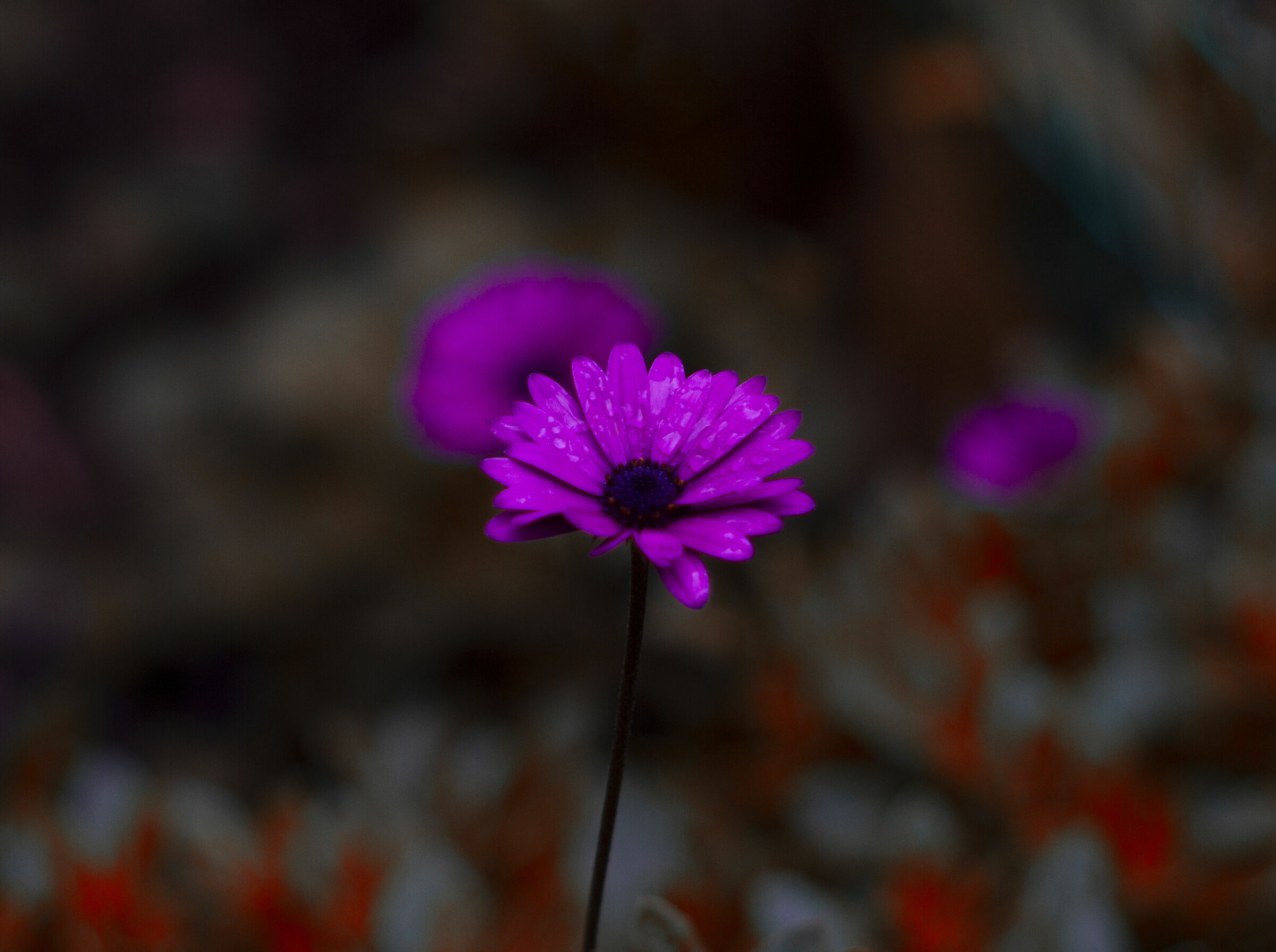 FLOWER WITH DEW