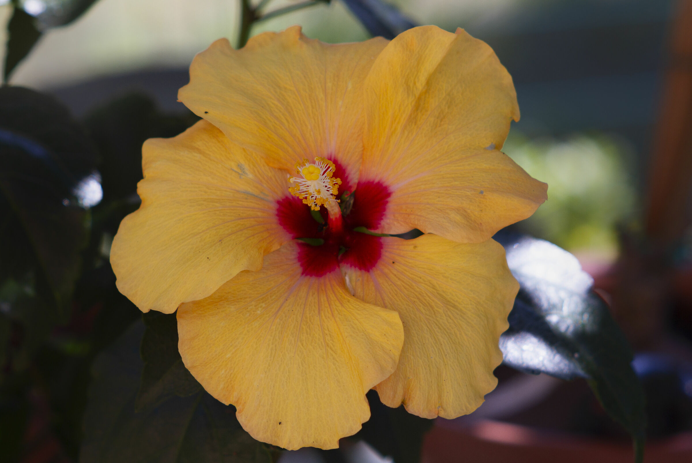LARGE YELLOW FLOWER