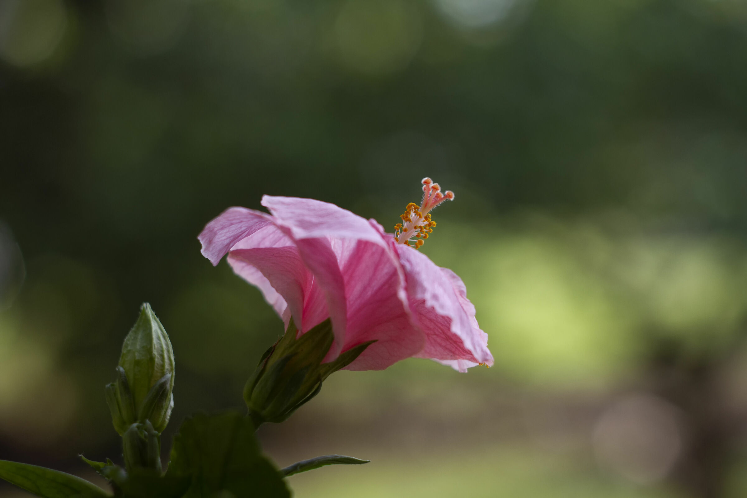 FLOWER IN WINDOW - jupiter 9 85mm f2