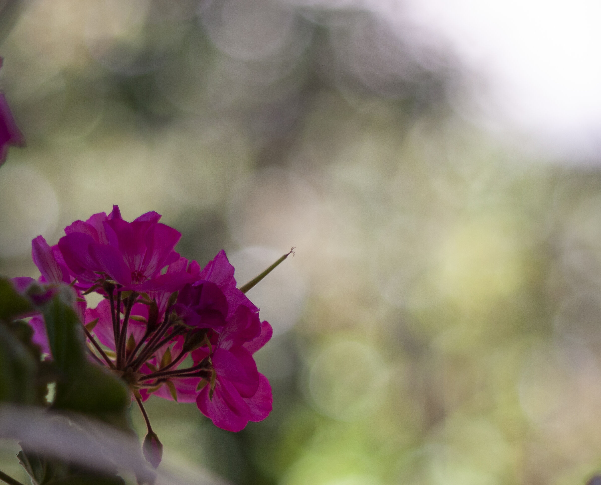 FIORE IN FINESTRA - HELIO 58 F2 VERSION 4 aut.