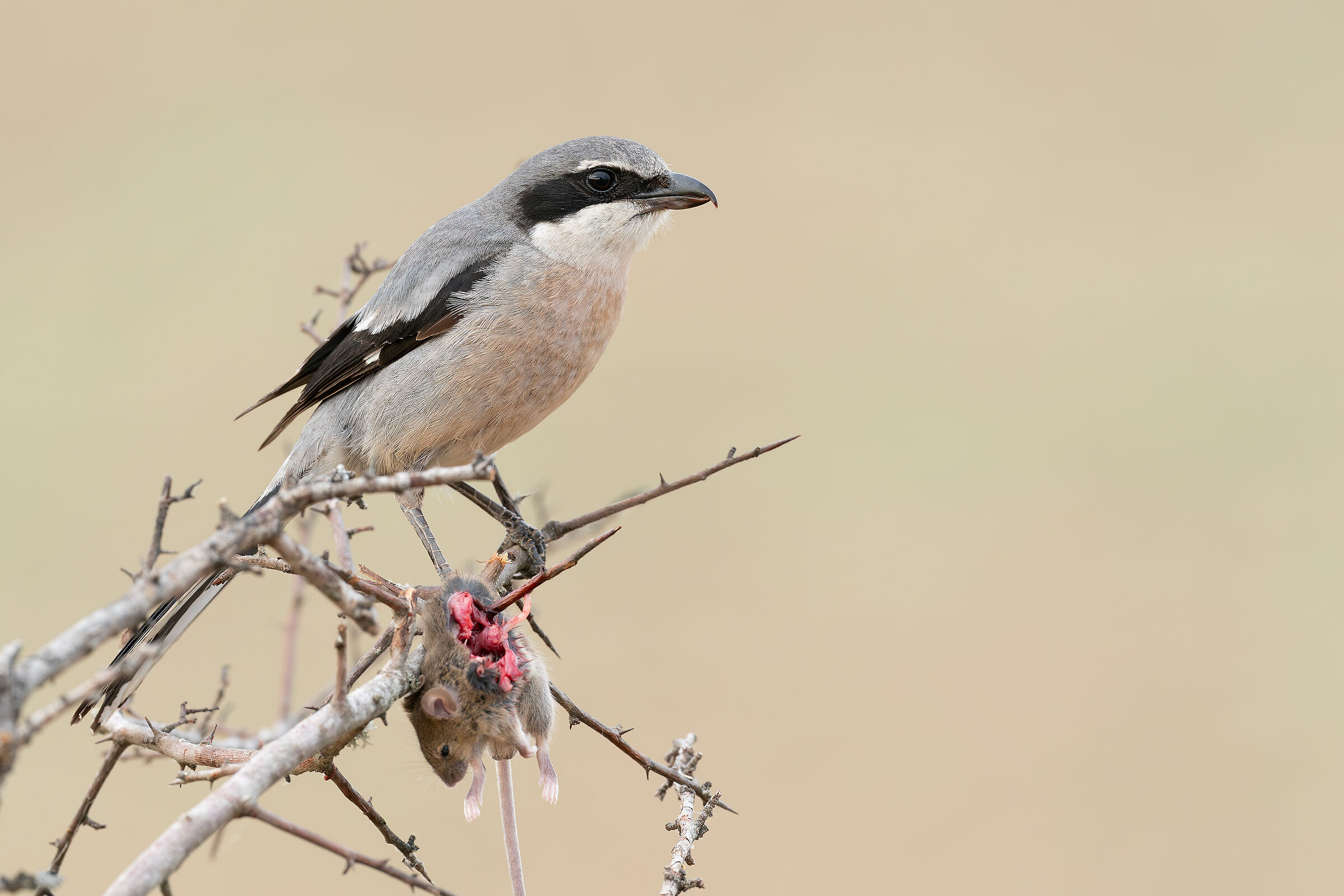 Great grey shrike... The Killer