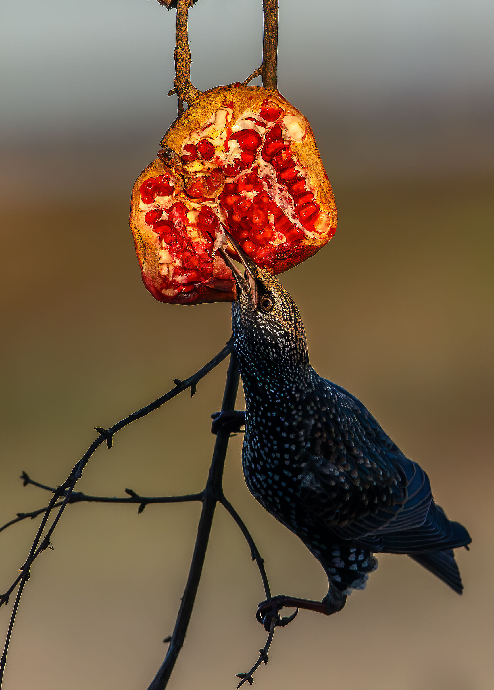 Reversal #capannocora