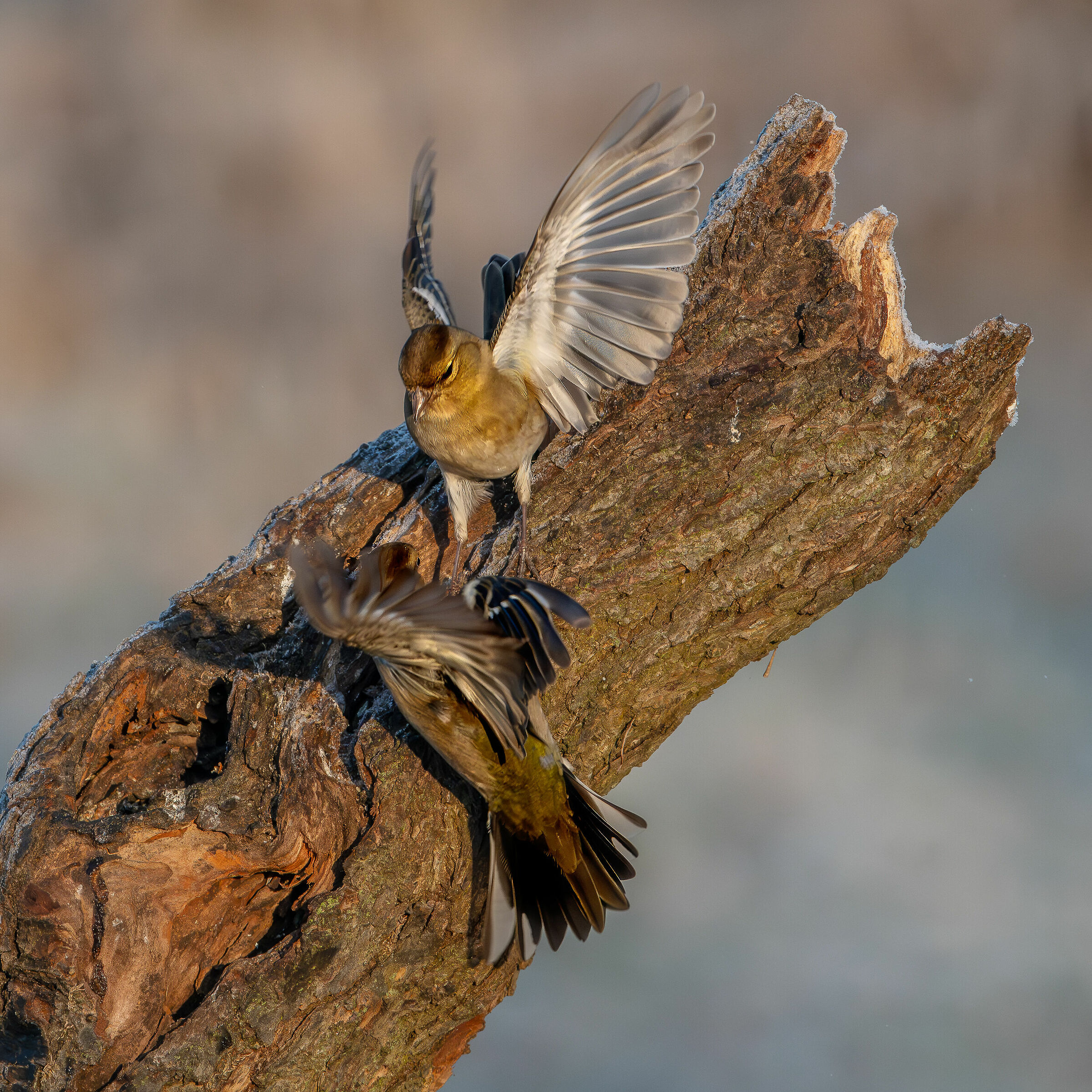 Finches #capannocora