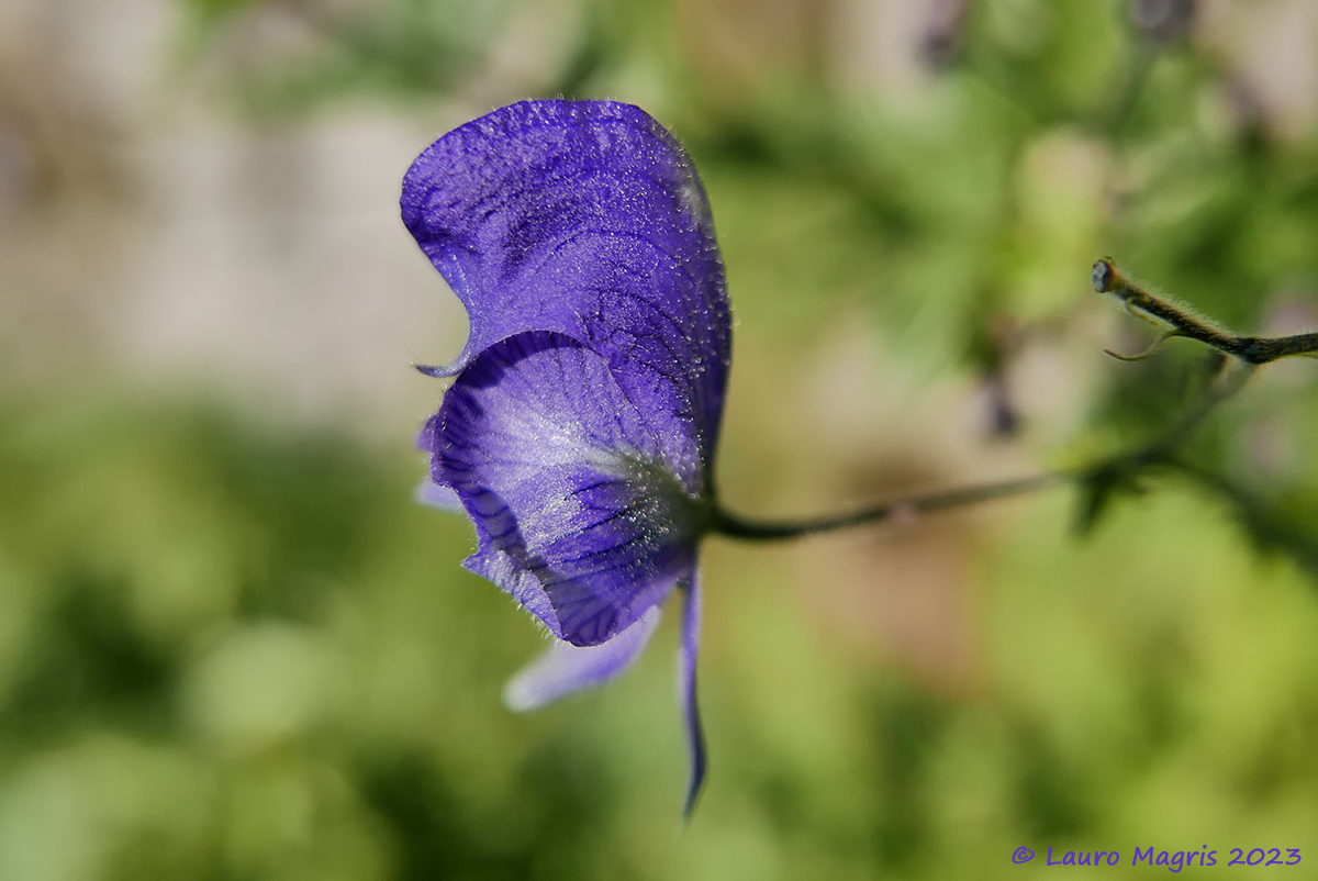 Aconite napello