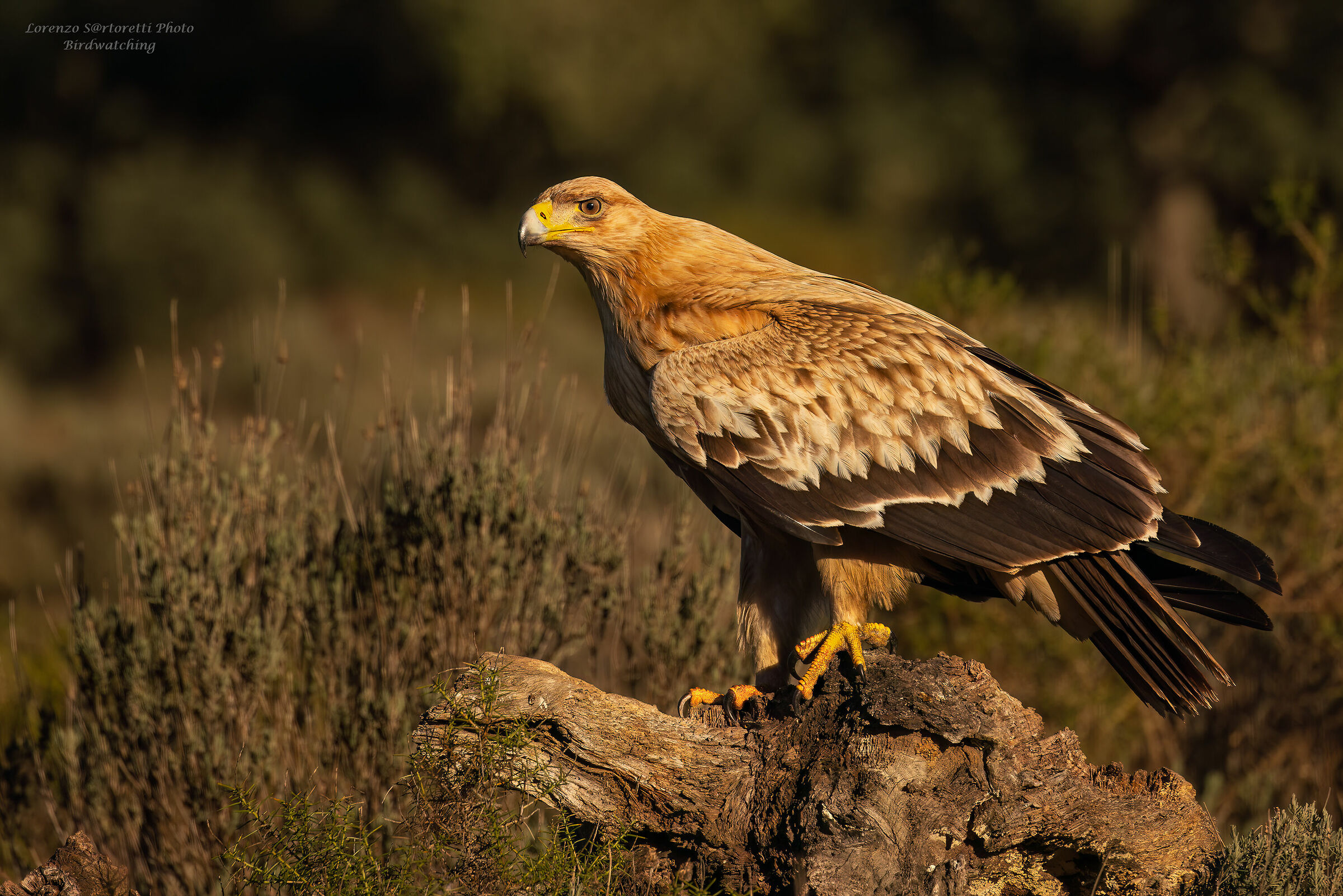 Giovane aquila imperiale iberica