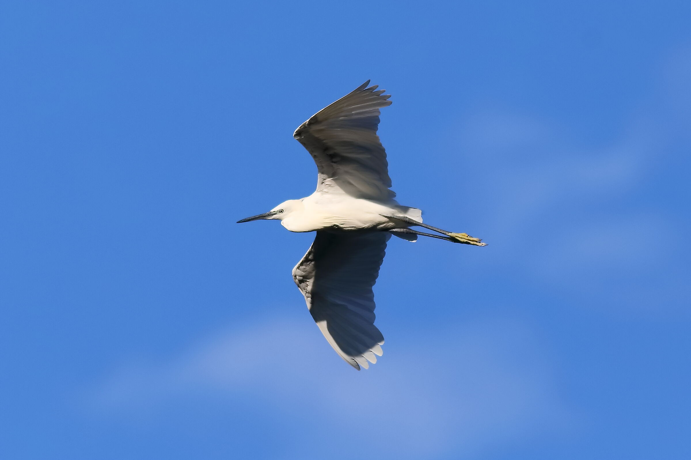 Little Egret 09-08-2023