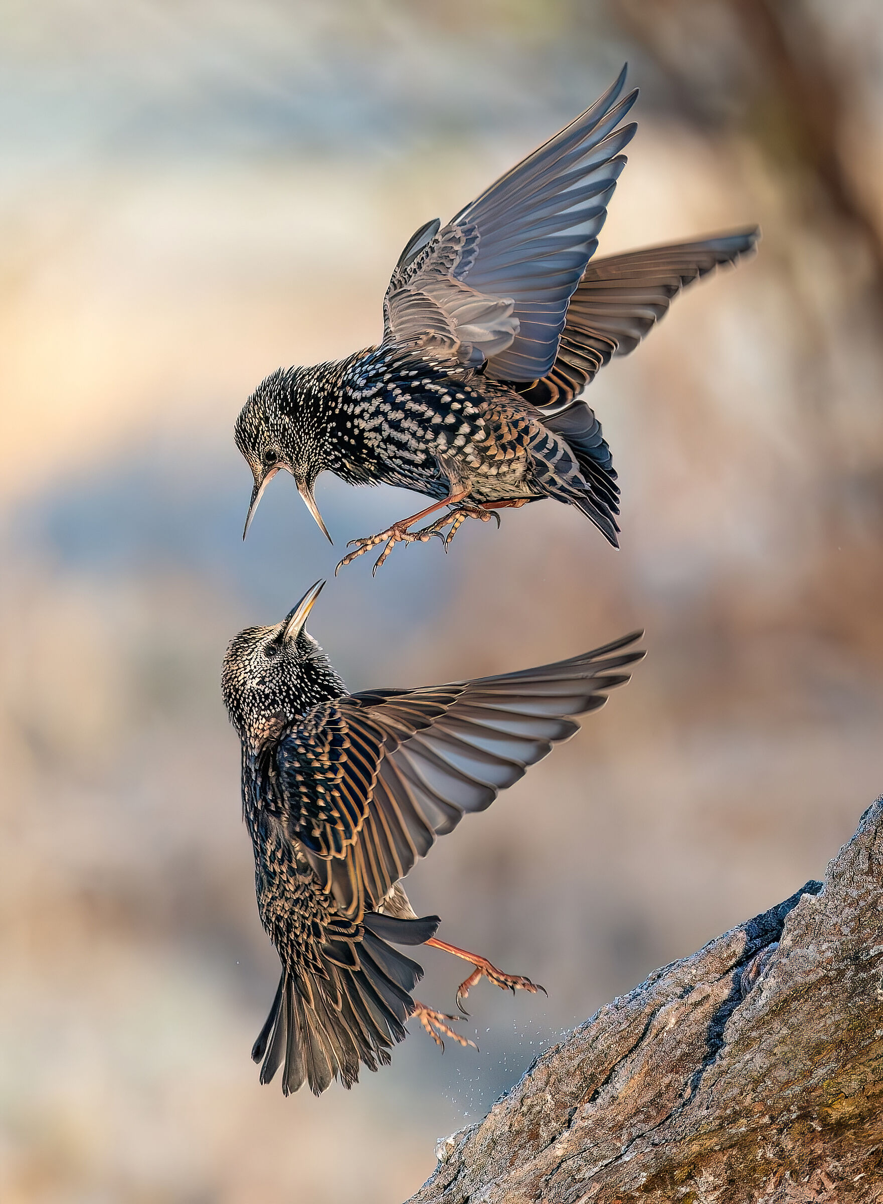 Reversal #capannocora