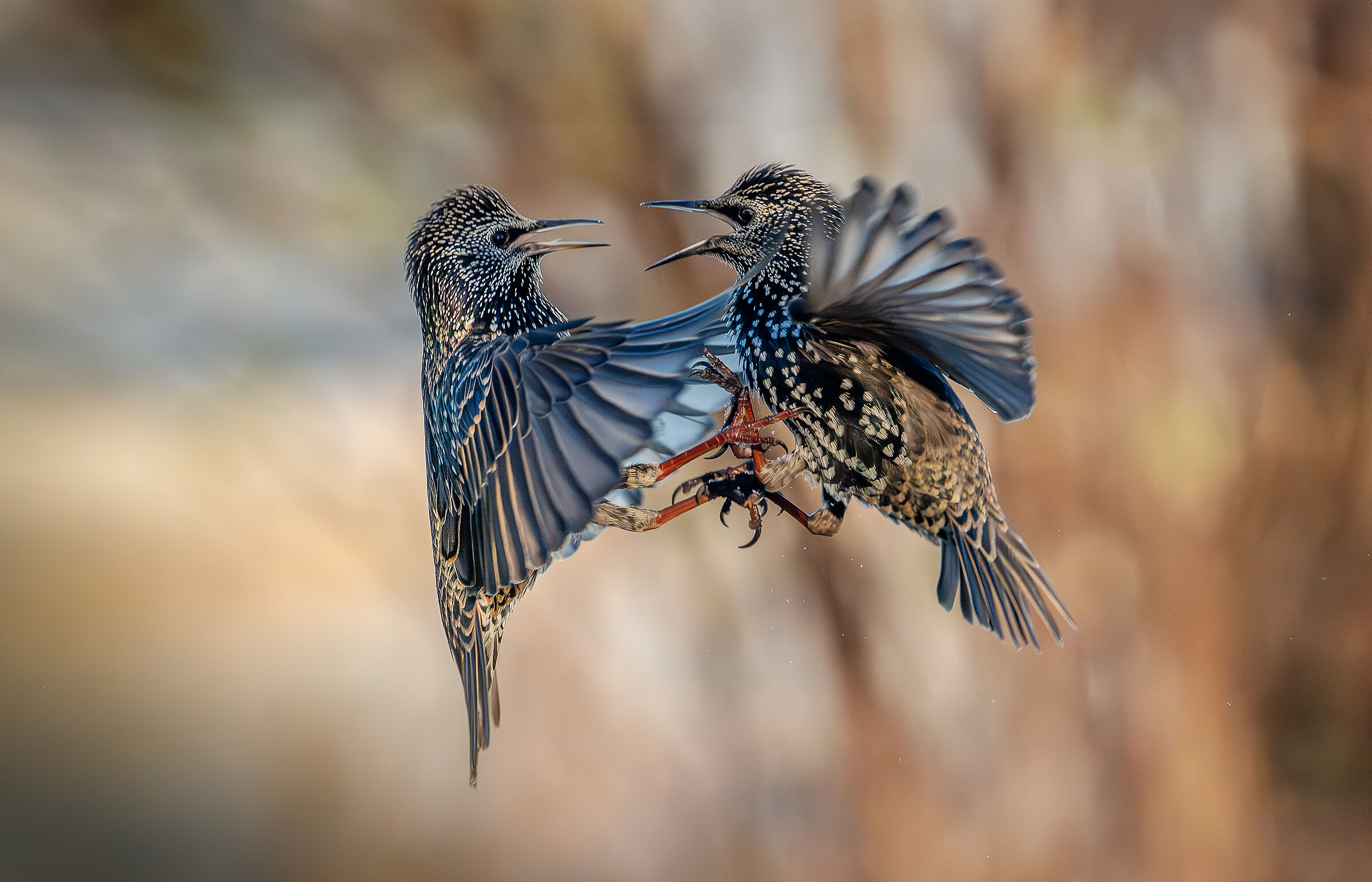 Reversal #capannocora