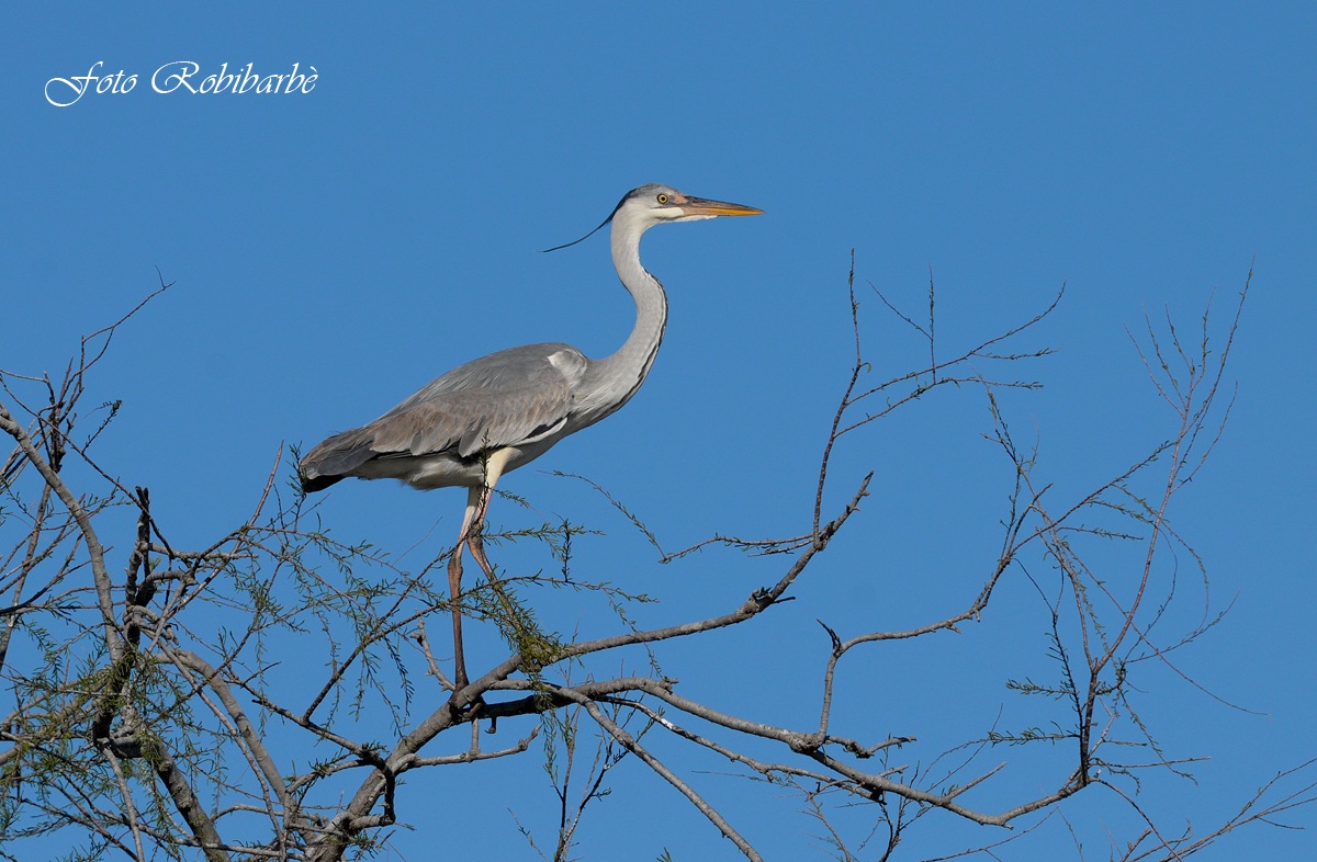 Airone cenerino ......