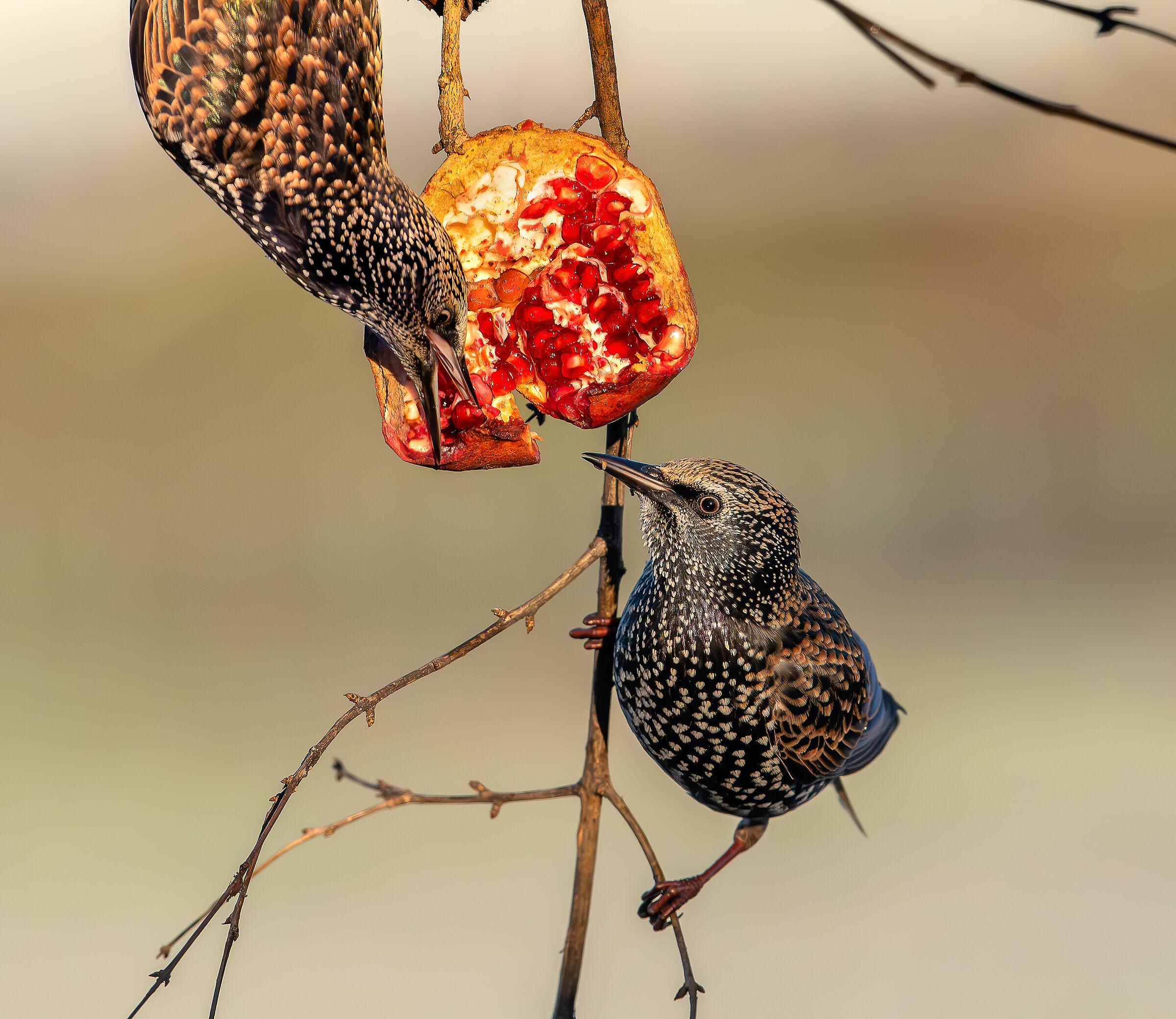 Starlings hungry #capannocora