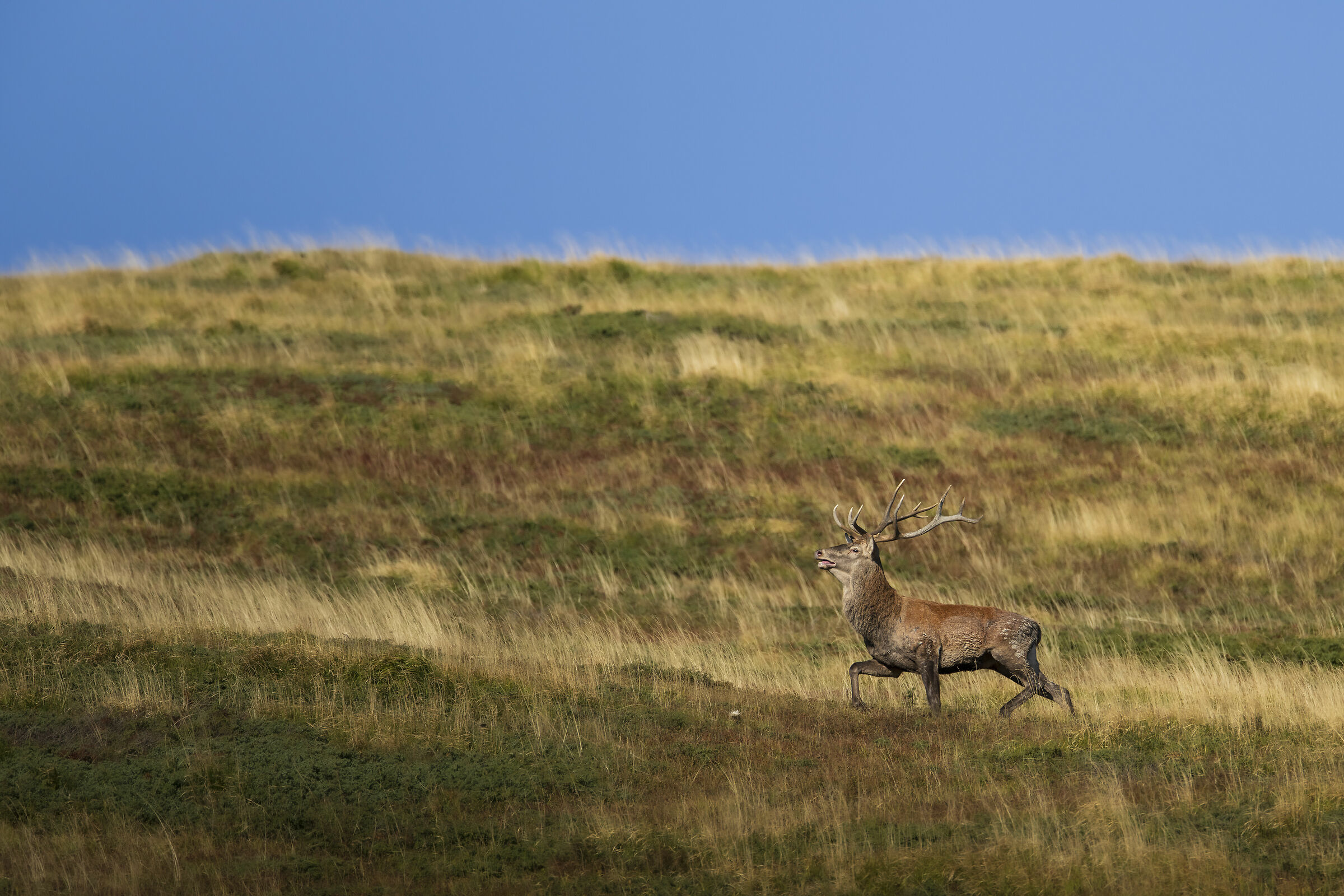 Tra le brughiere di mirtilli