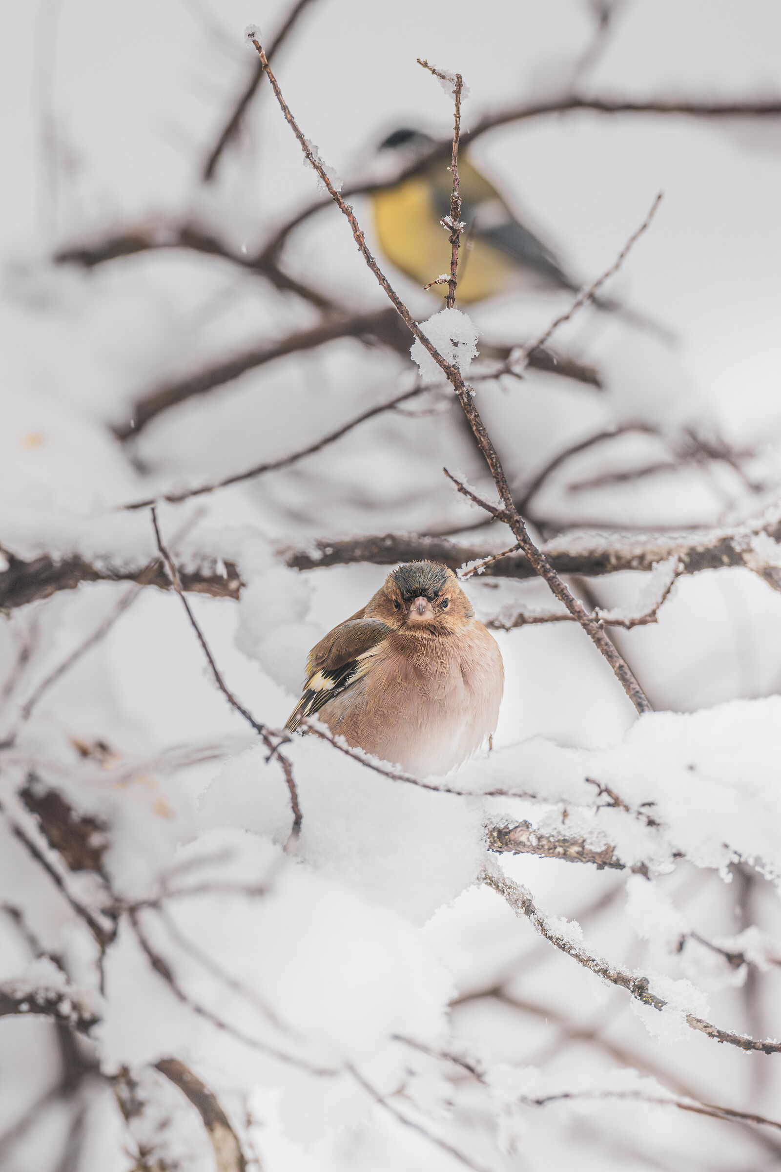 chaffinch