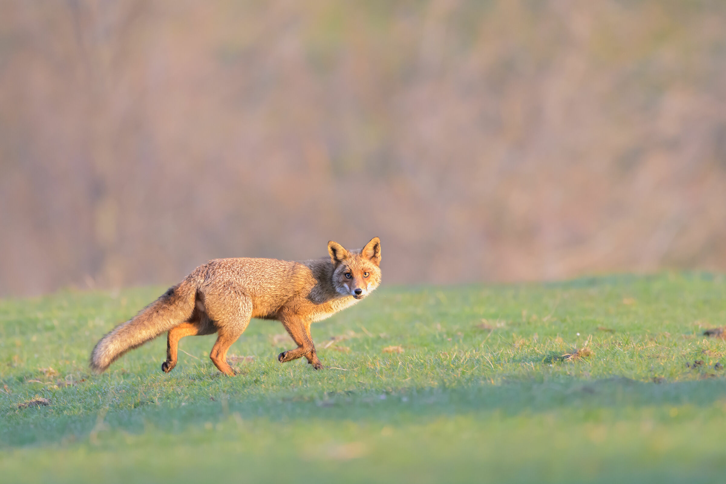Alle prime luci dell'alba