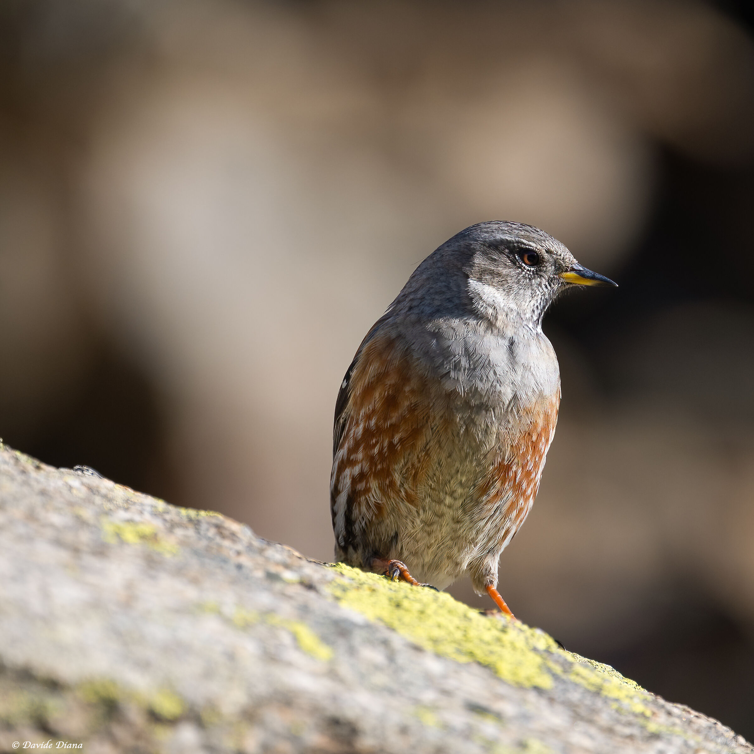 Alpine accentor