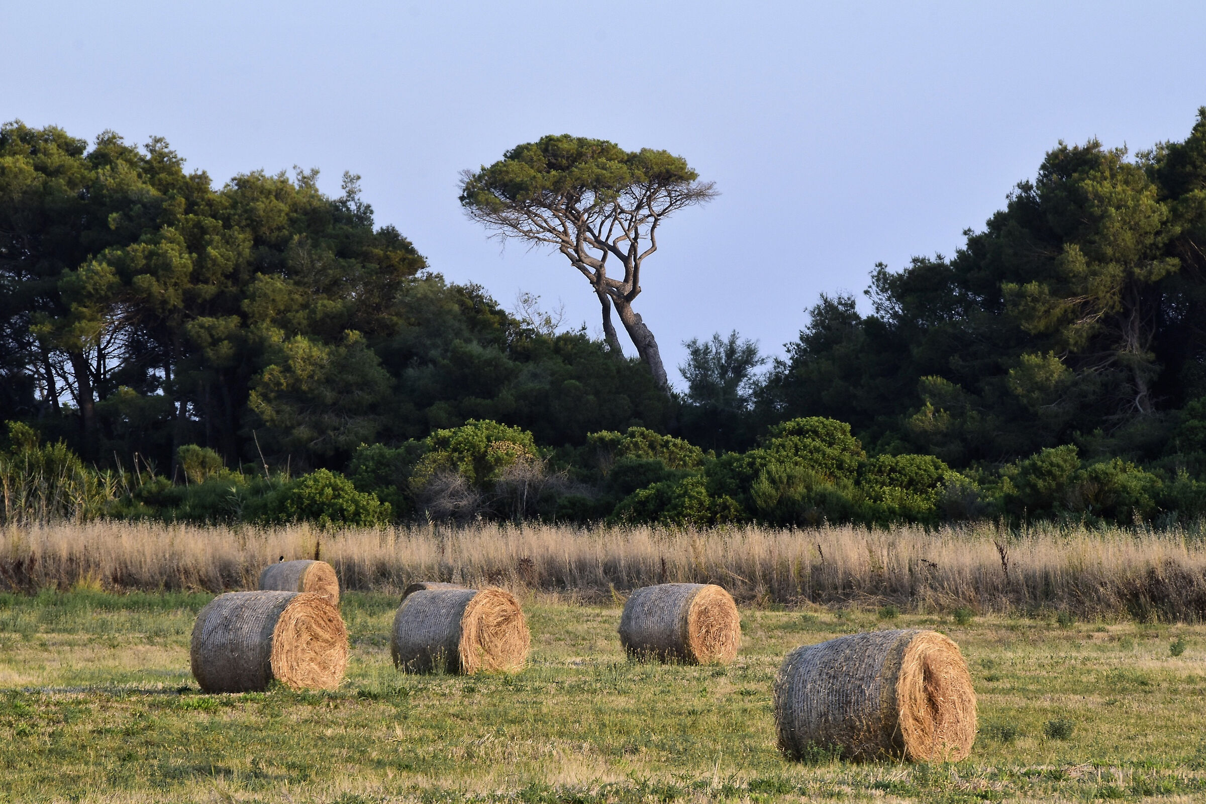 Parco costiero della sterpaia