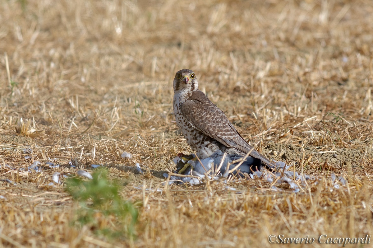 La bocca sollevò dal fiero pasto...