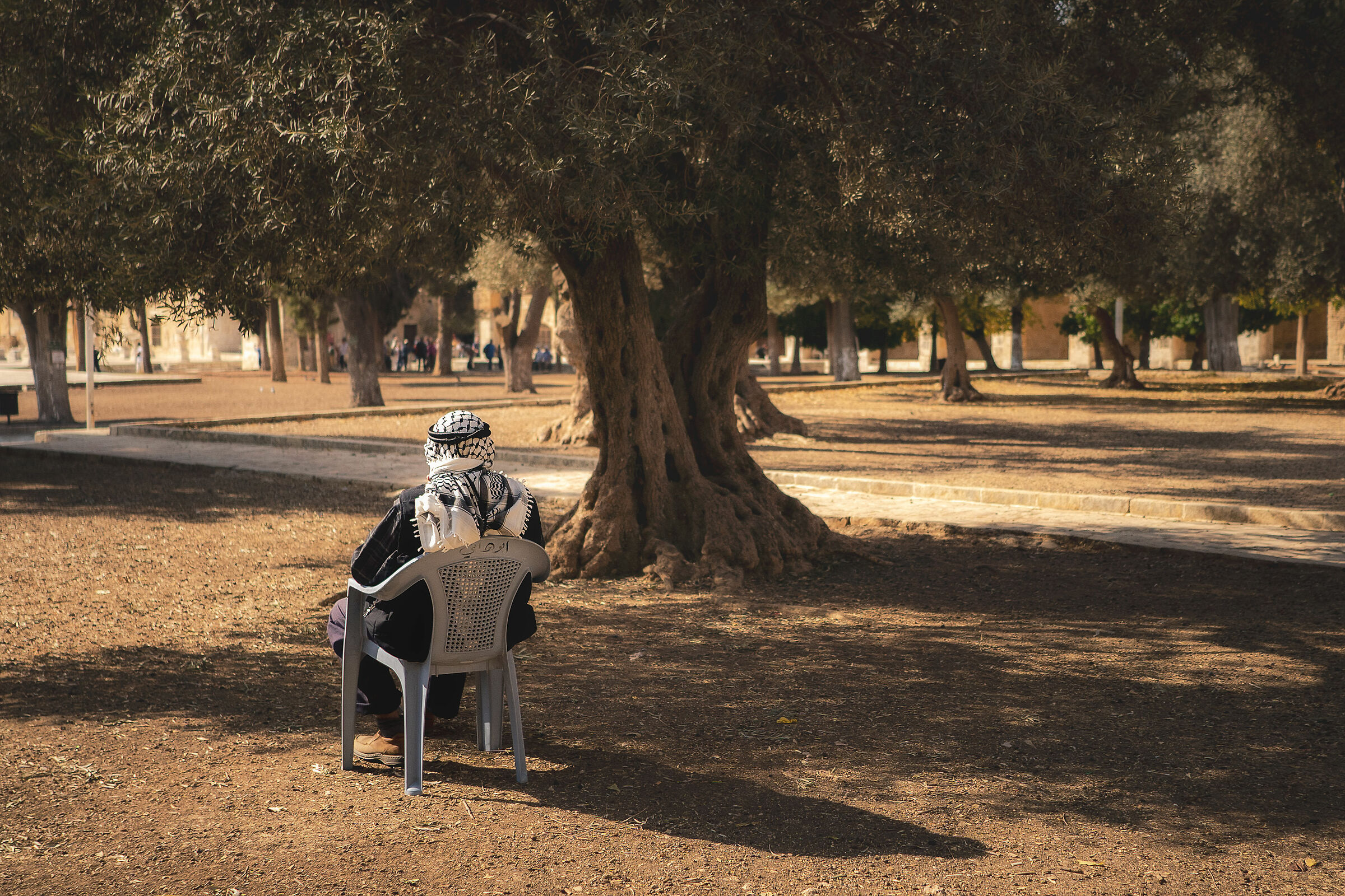 Under the shadow of an olive tree