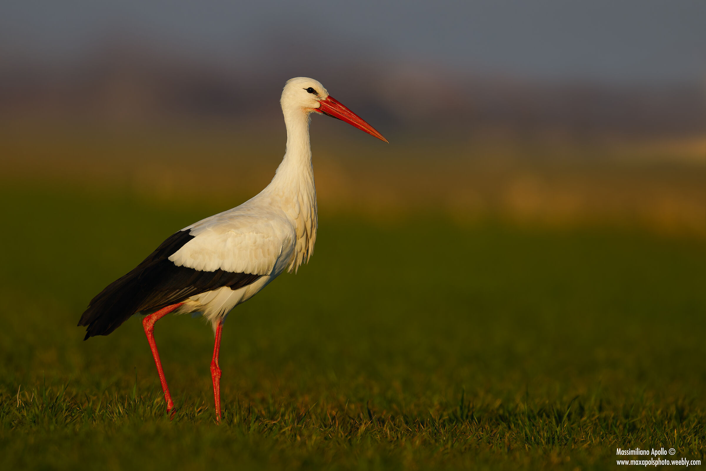 Stork natalina...