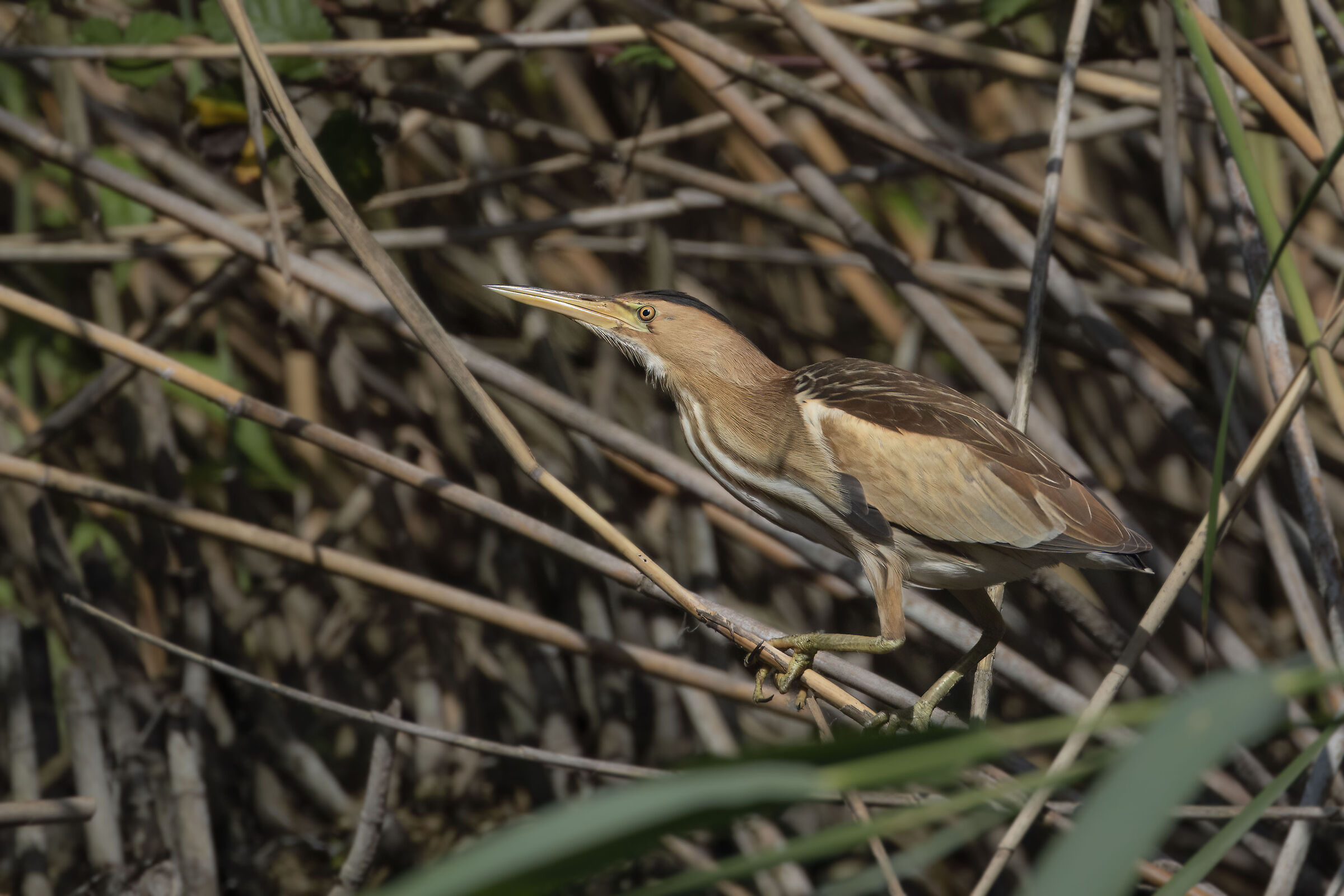 Tarabusino ambientato