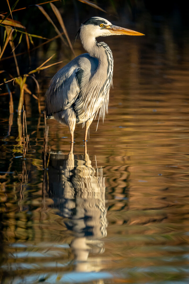 ::Airone Cenerino in posa ::