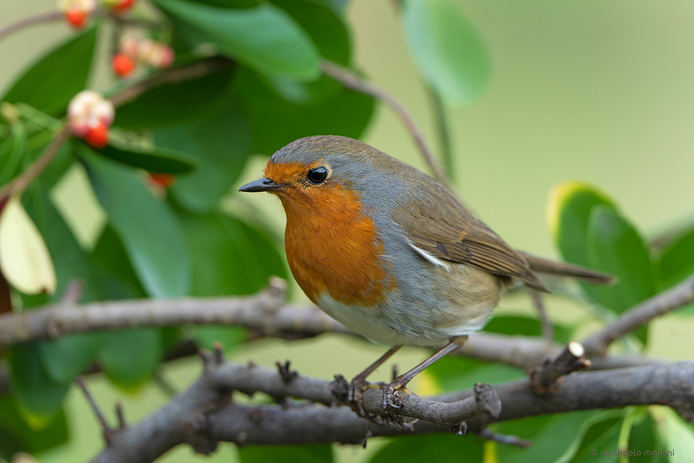 Between the branches of the garden