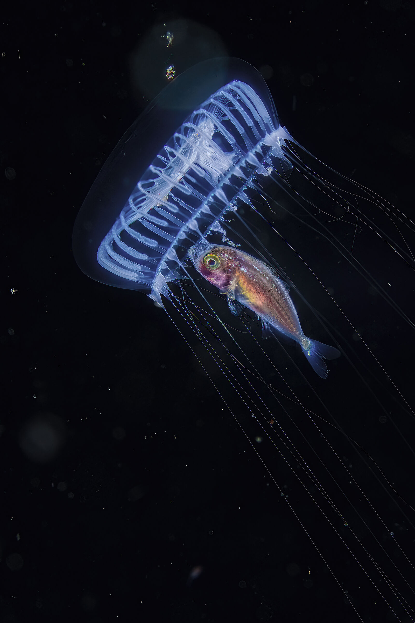 Fish in protection inside a jellyfish