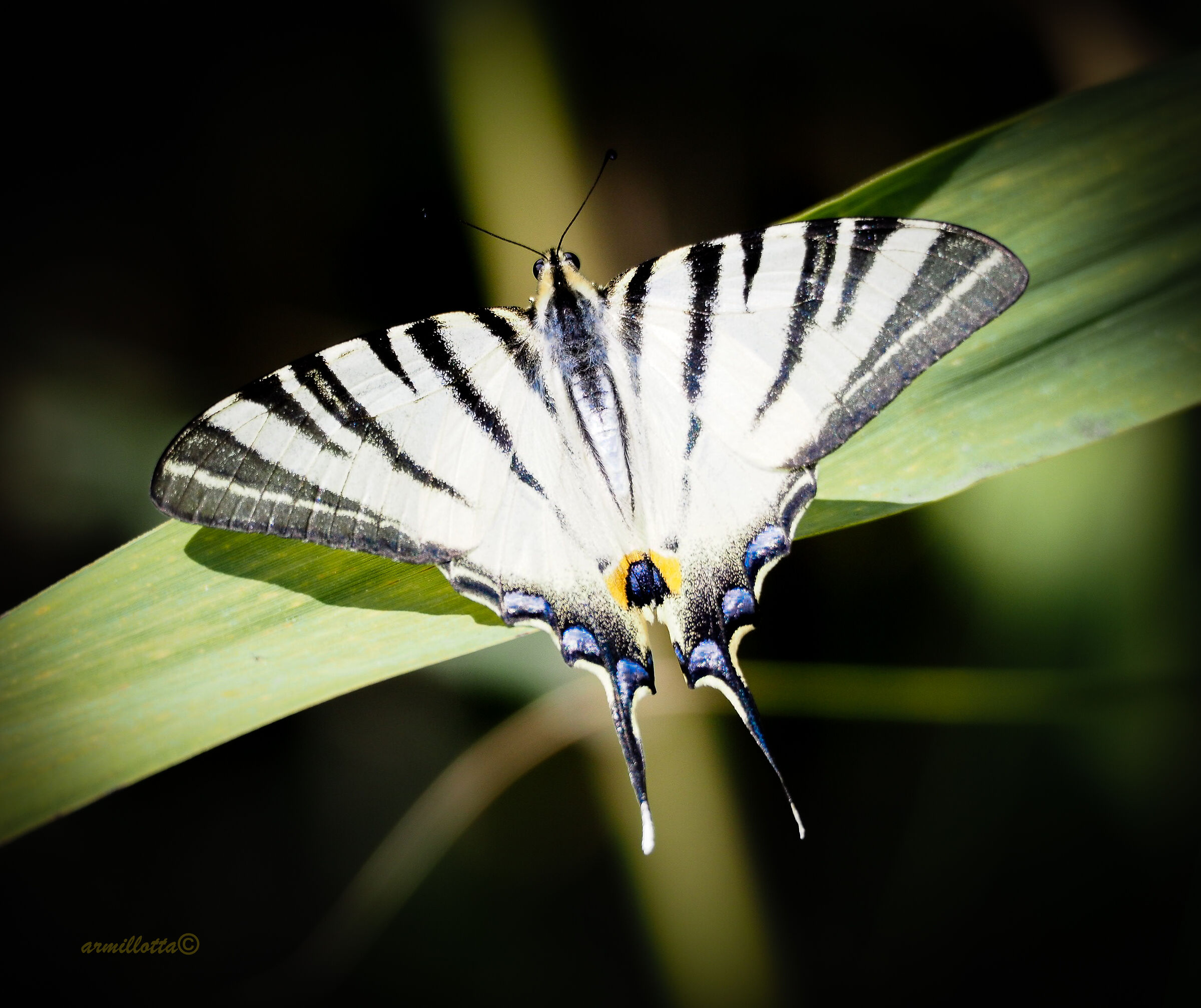 PAPILIO MACHAON