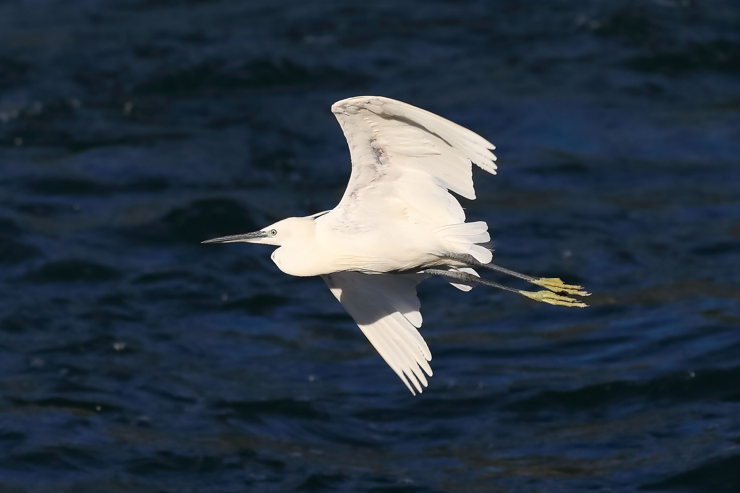 Little Egret 09-08-2023