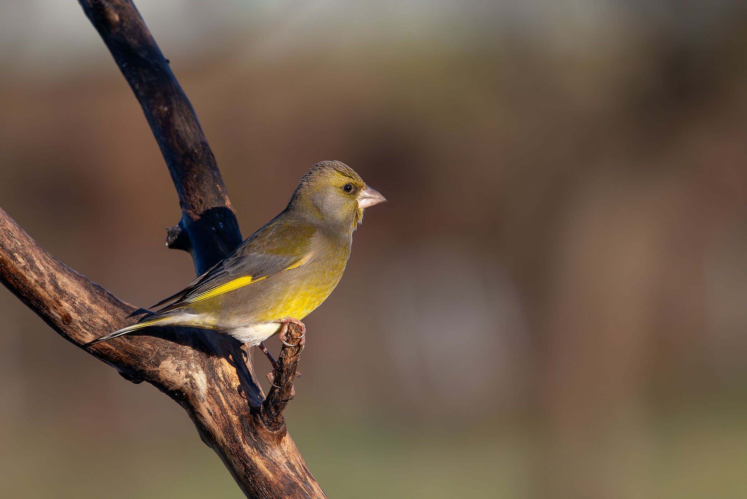 Greenfinch #capannocora