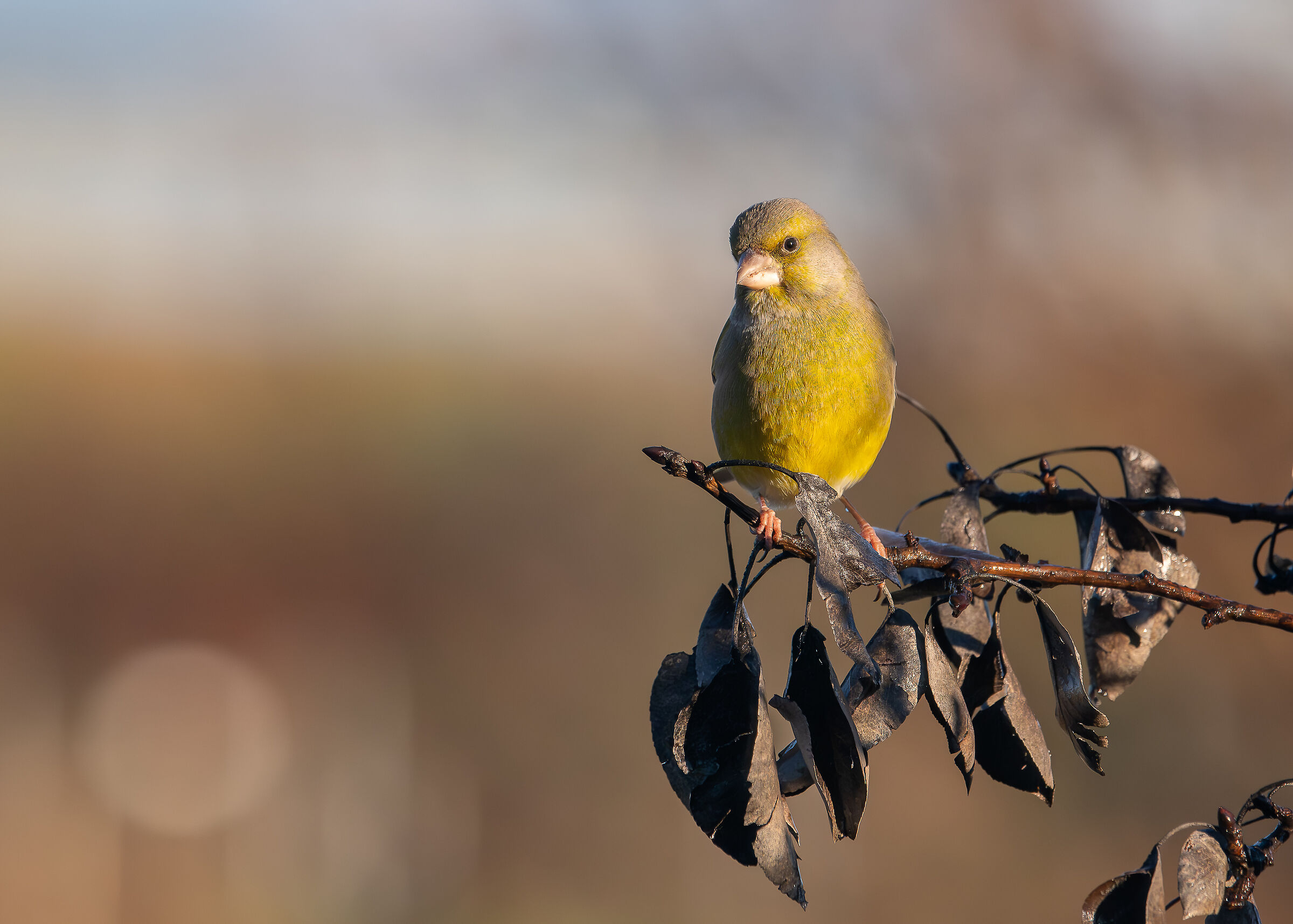 Greenfinch #capannocora