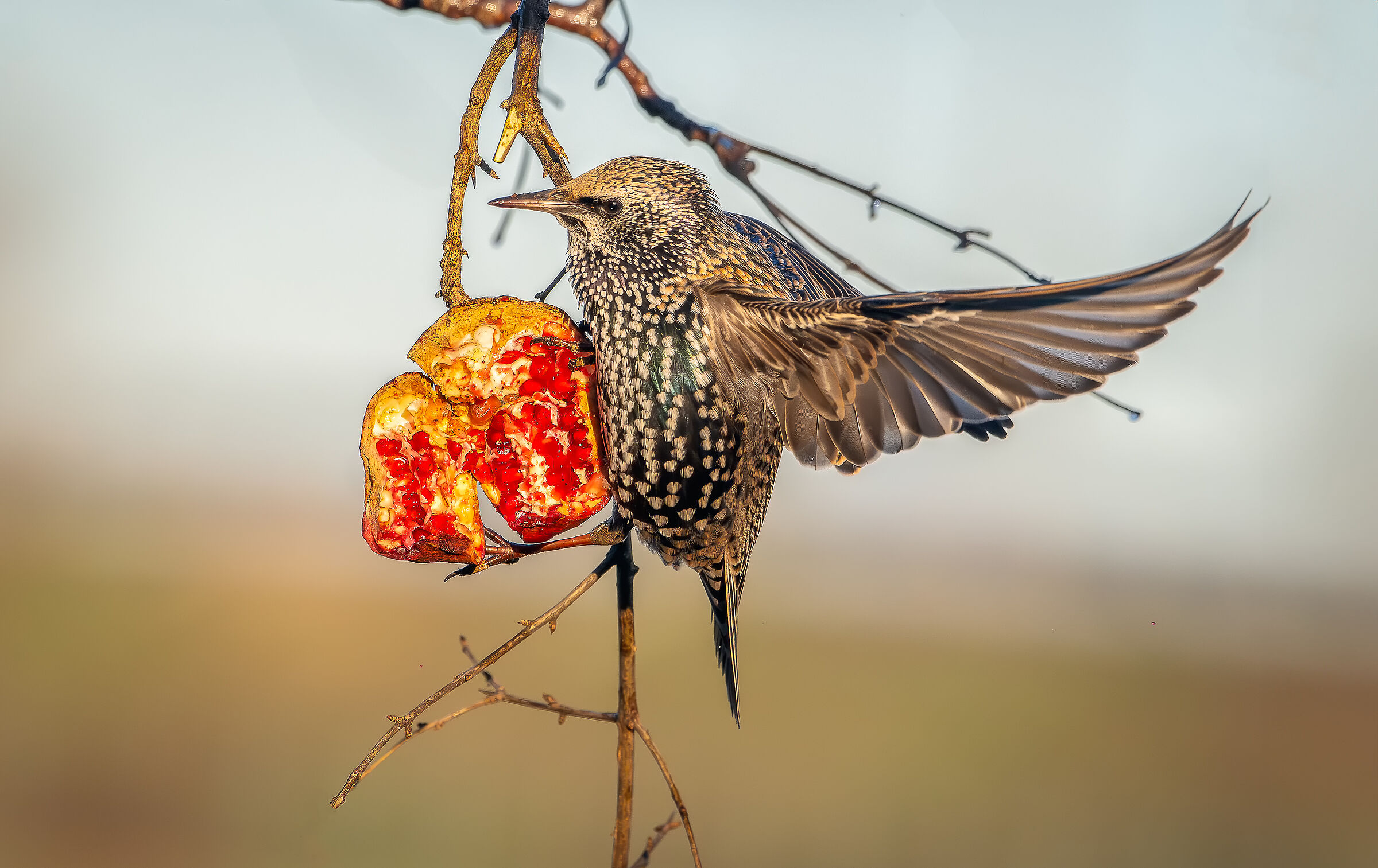 Starling hungry #capannocora
