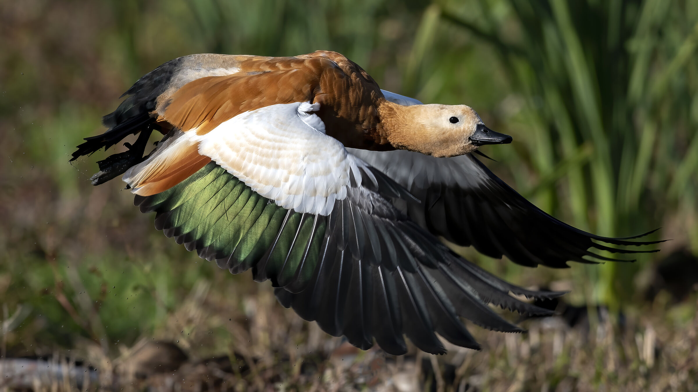 Ruddy shelduck