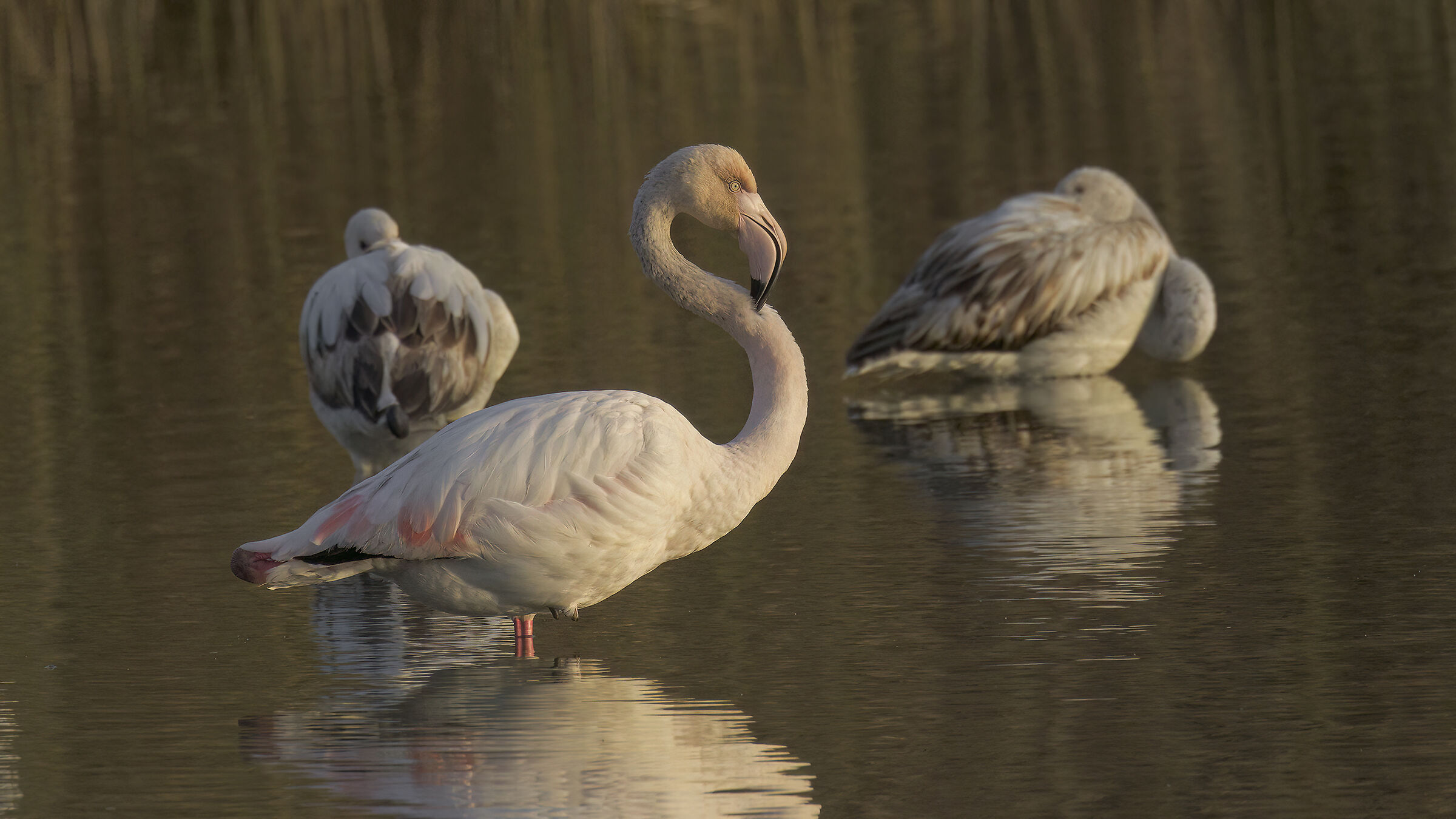Ancora più disastrosa