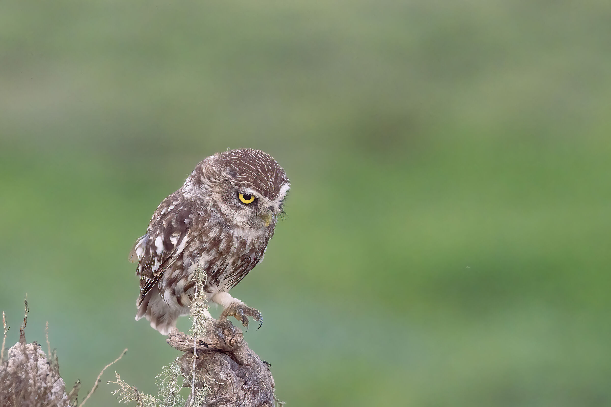 Hides el Taray luglio 2023