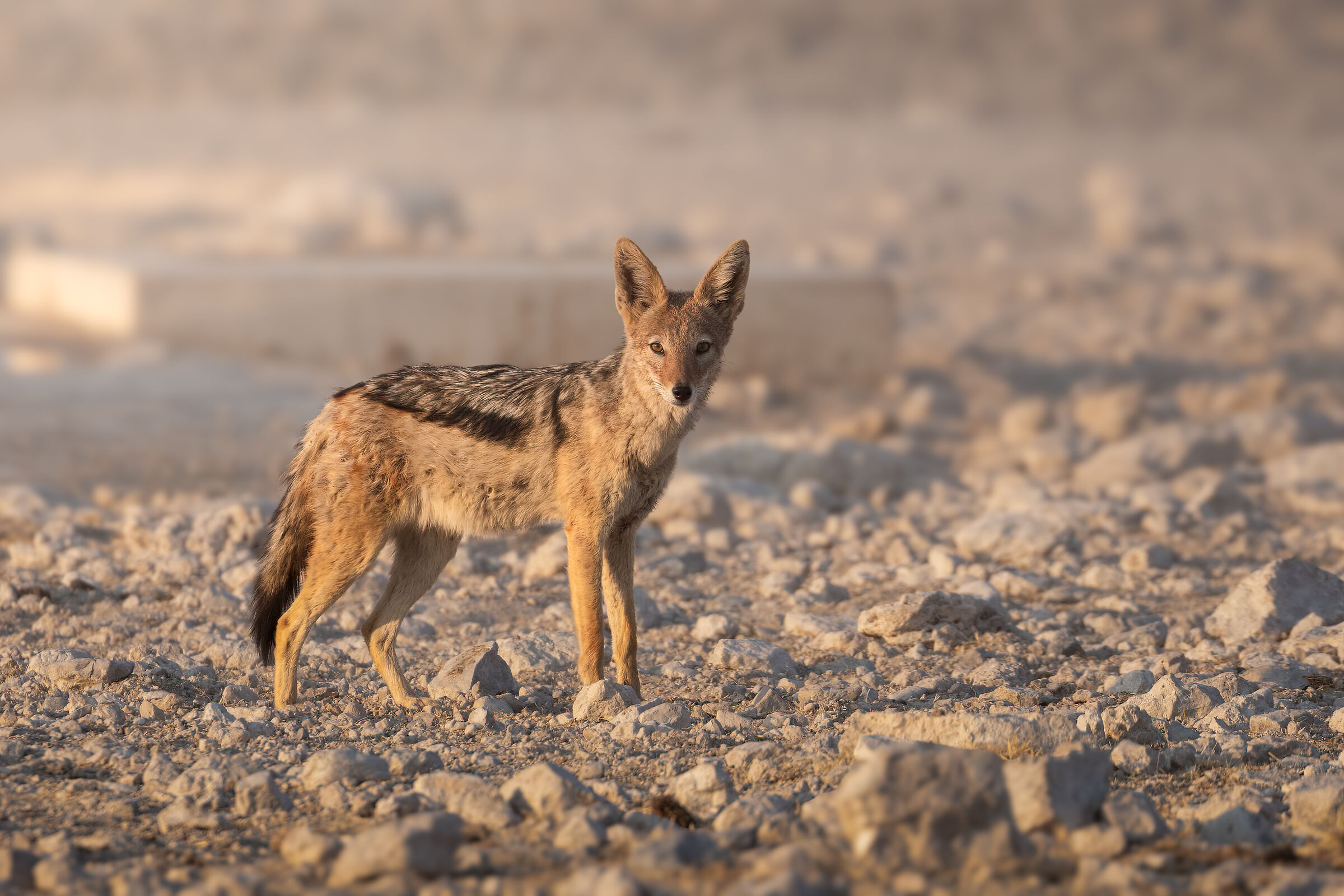 Sciacallo dalla gualdrappa