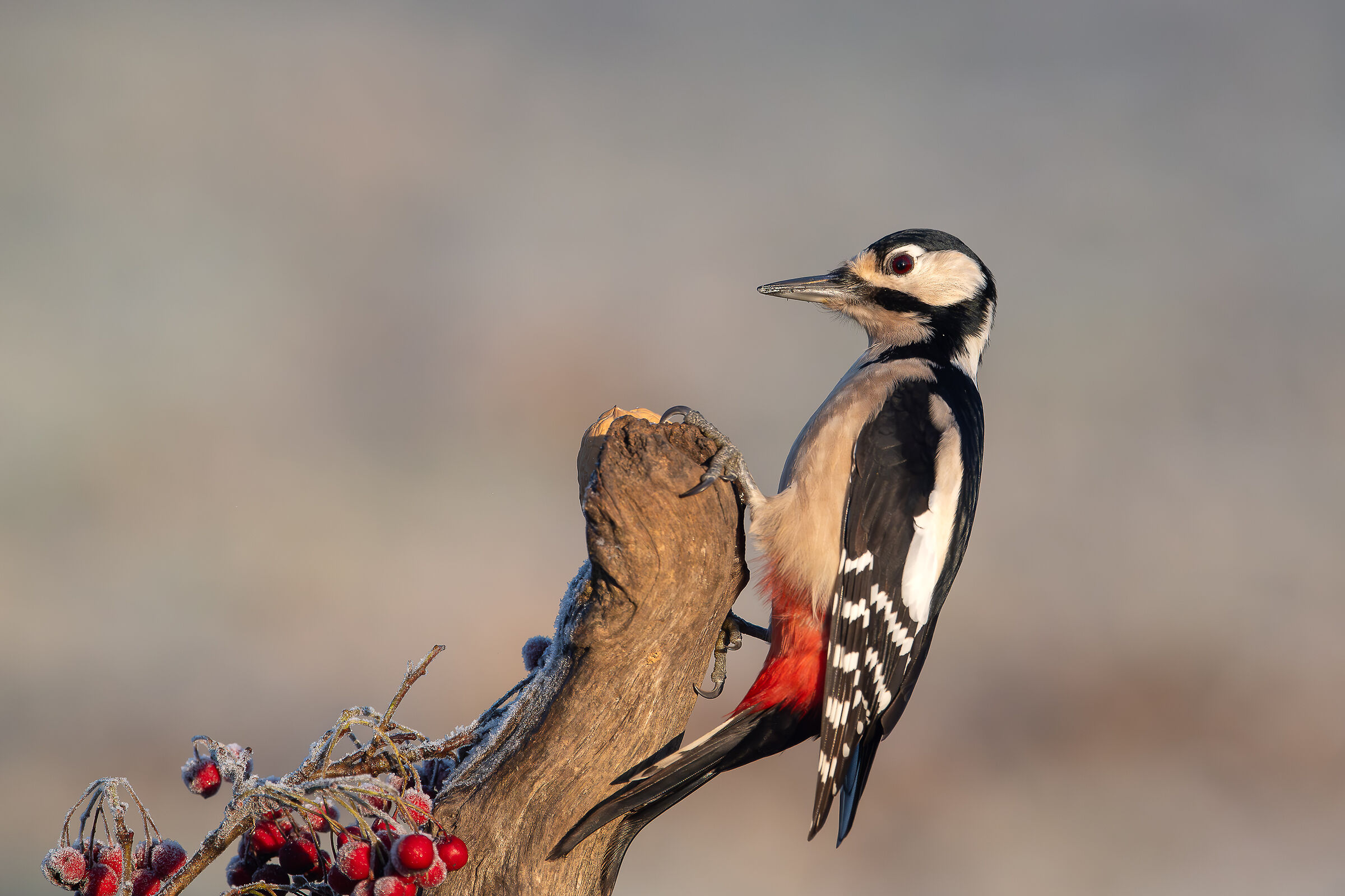 Spotted woodpecker #capannocora