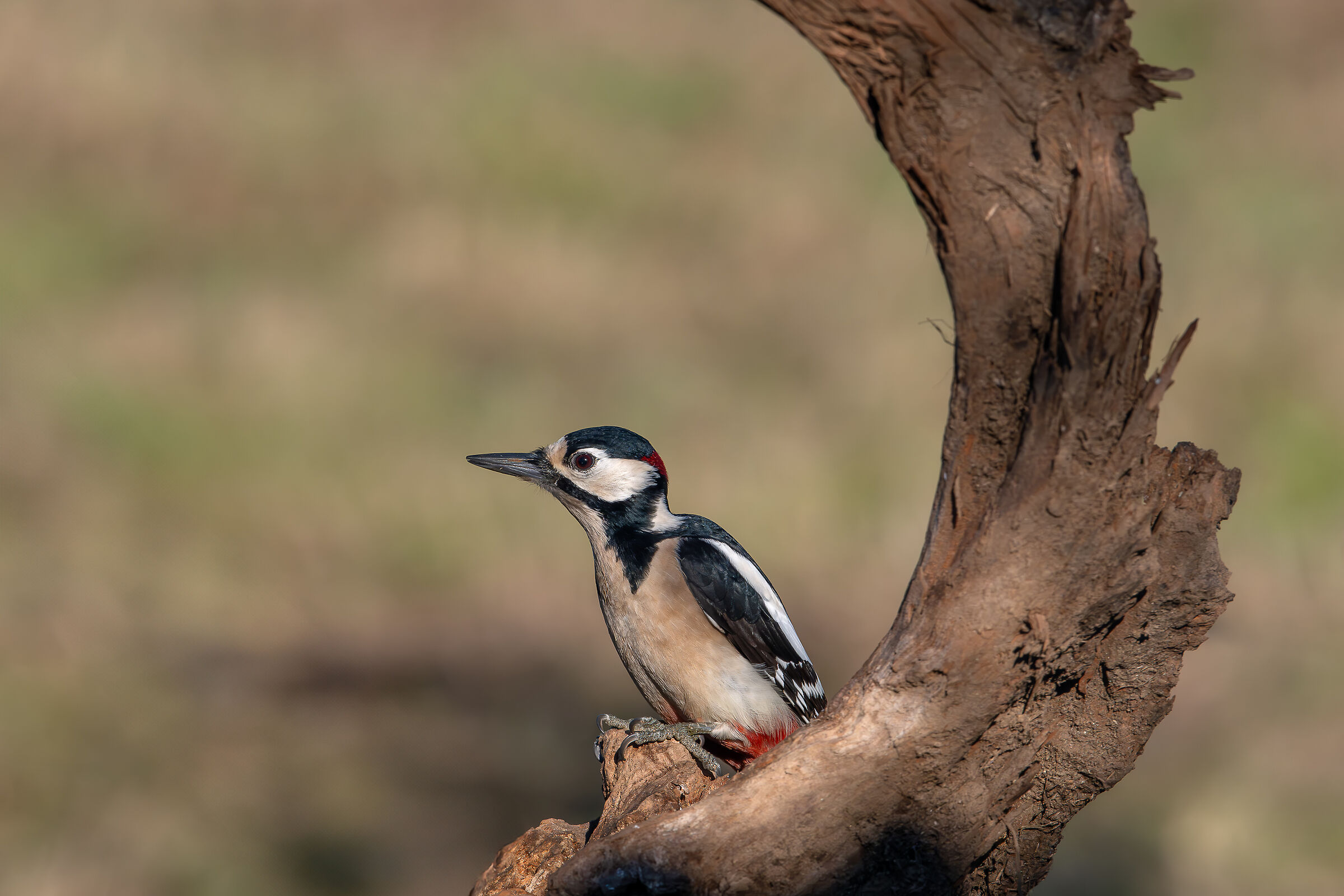 Spotted woodpecker #capannocora
