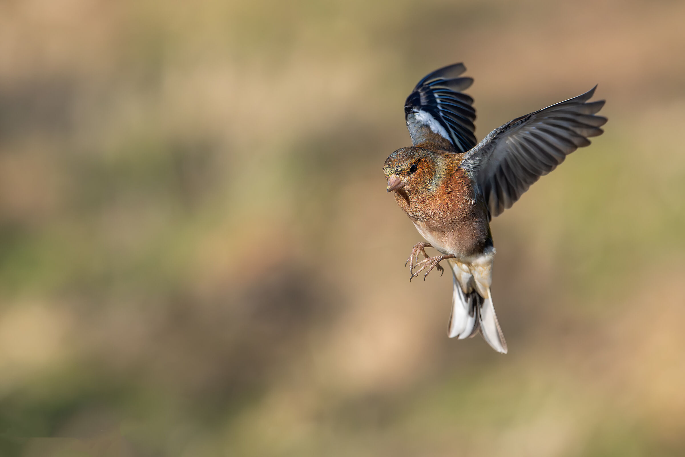 #capannocora Chaffinch