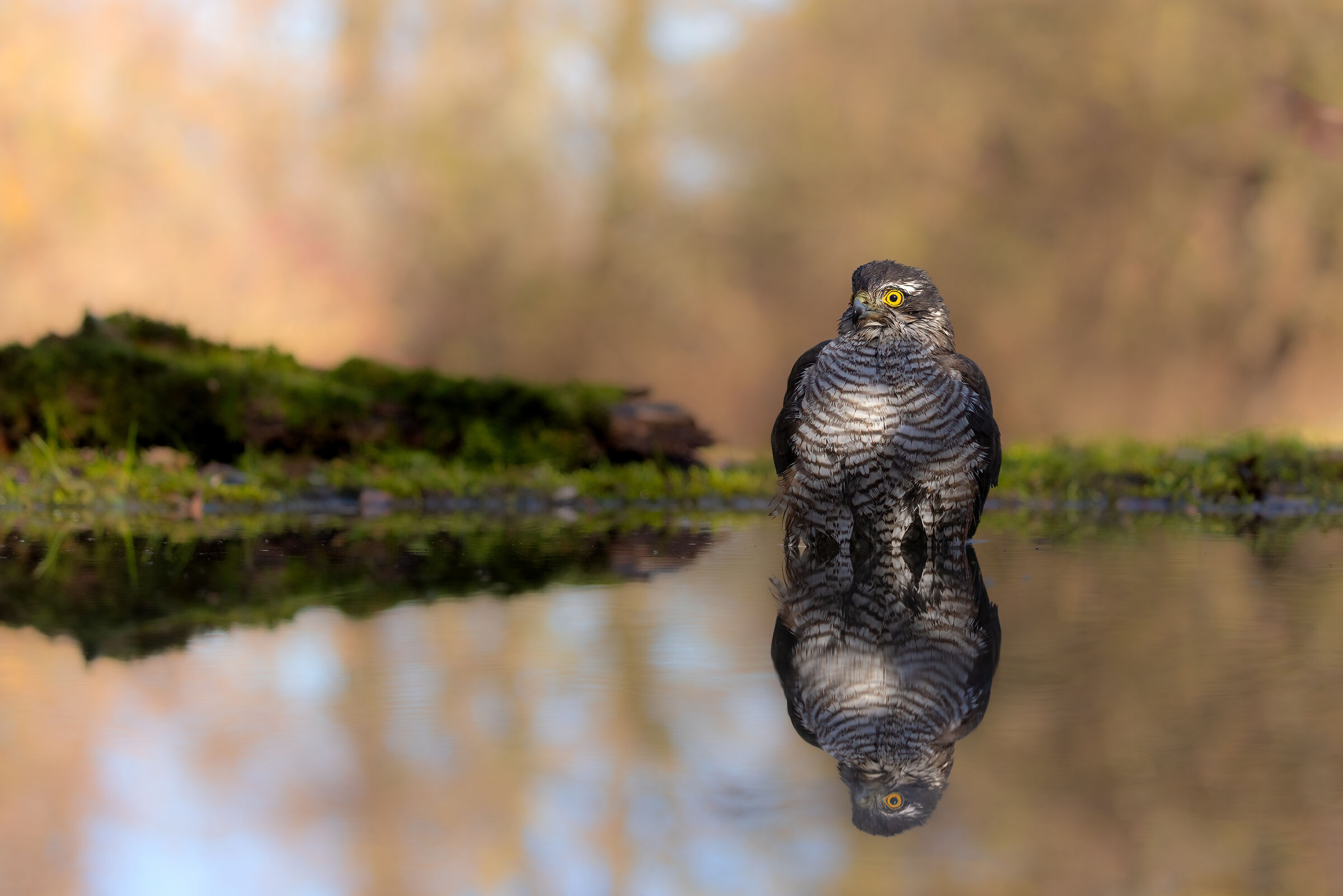 Sparrowhawk (f)