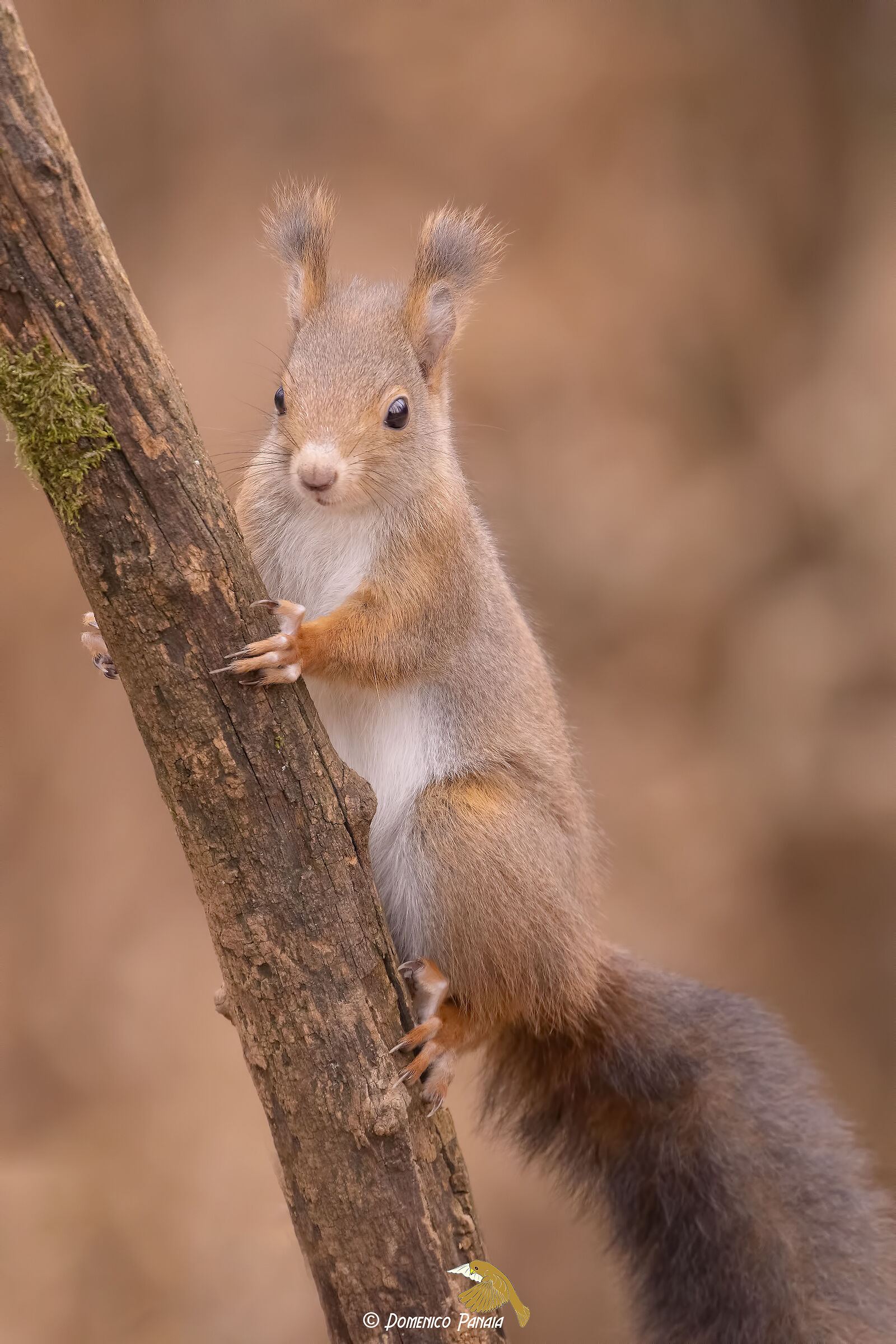 Reddy lo scoiattolo